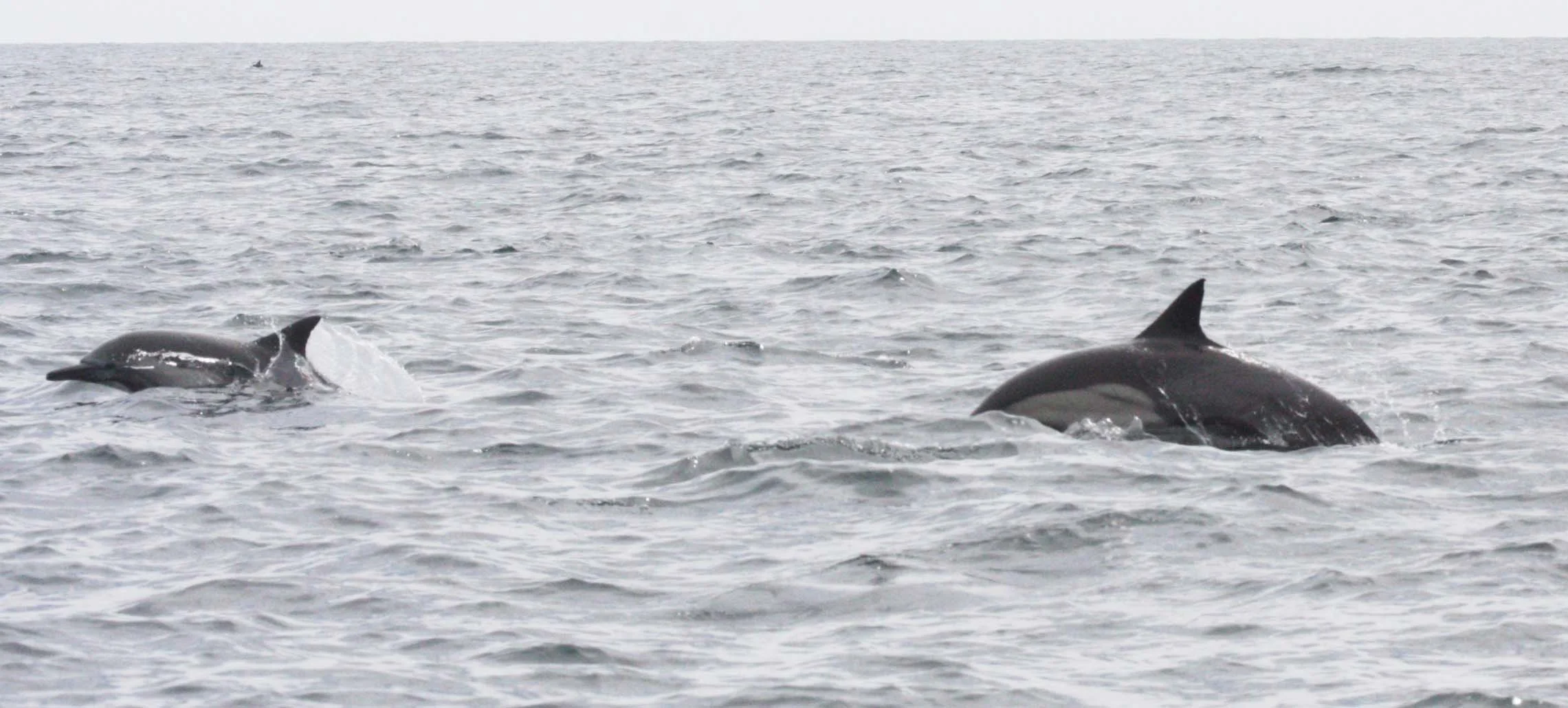 CETACEAN - DOLPHIN - COMMON DOLPHIN - LONG-BEAKED COMMON DOLPHIN - DELPHINUS CAPENSIS - BAHIA DE LORETO BAJA MEXICO (14).JPG