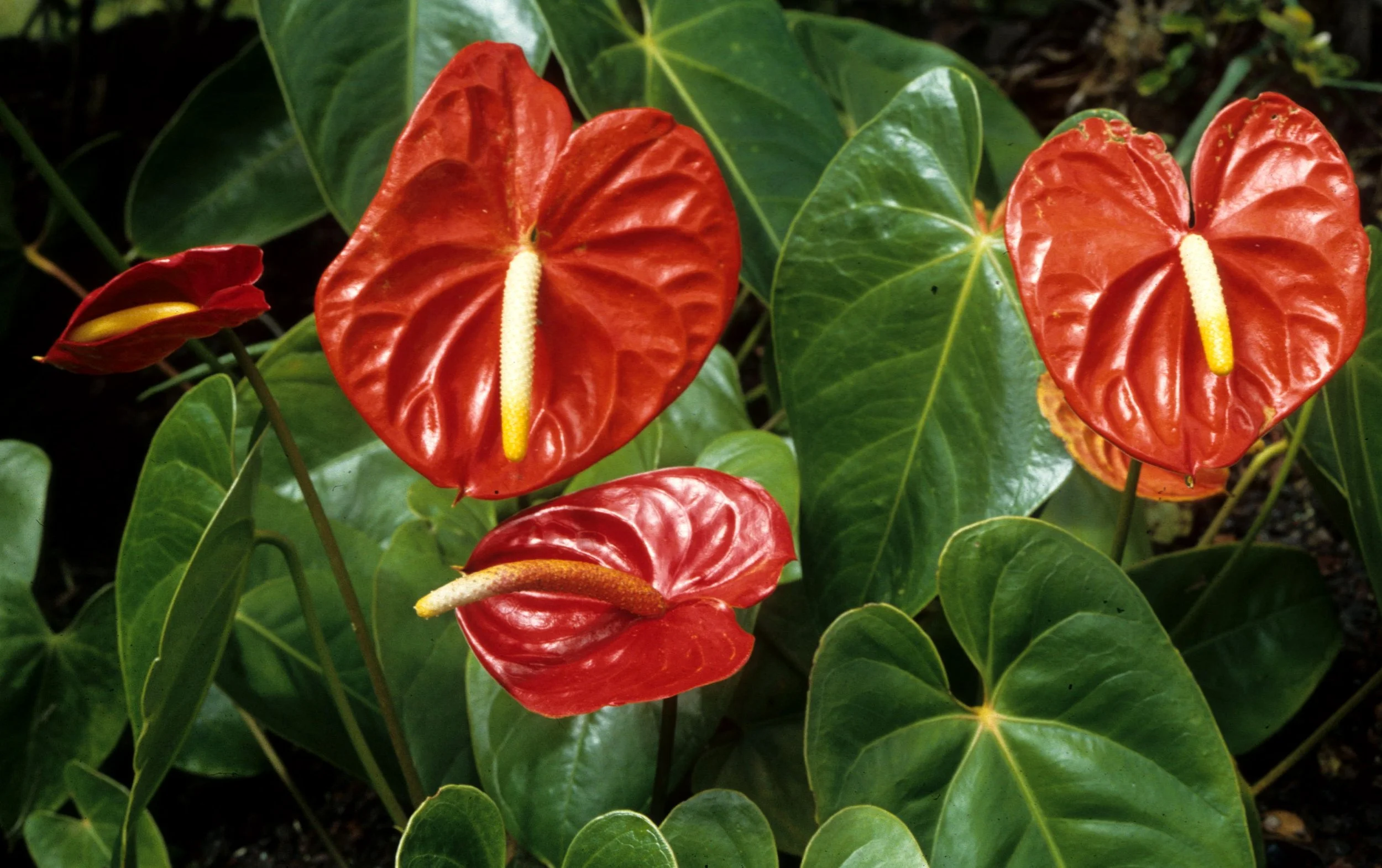 HAWAII - HAWAII - ANTHURIUM SPECIES.jpg