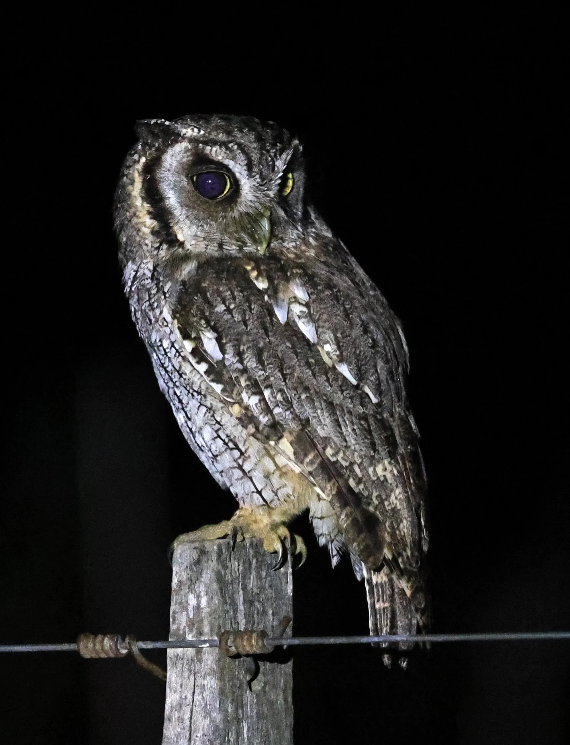 Tropical Screech-Owl (Megascops choliba) Hotel Campestre Iparoma Paraguay