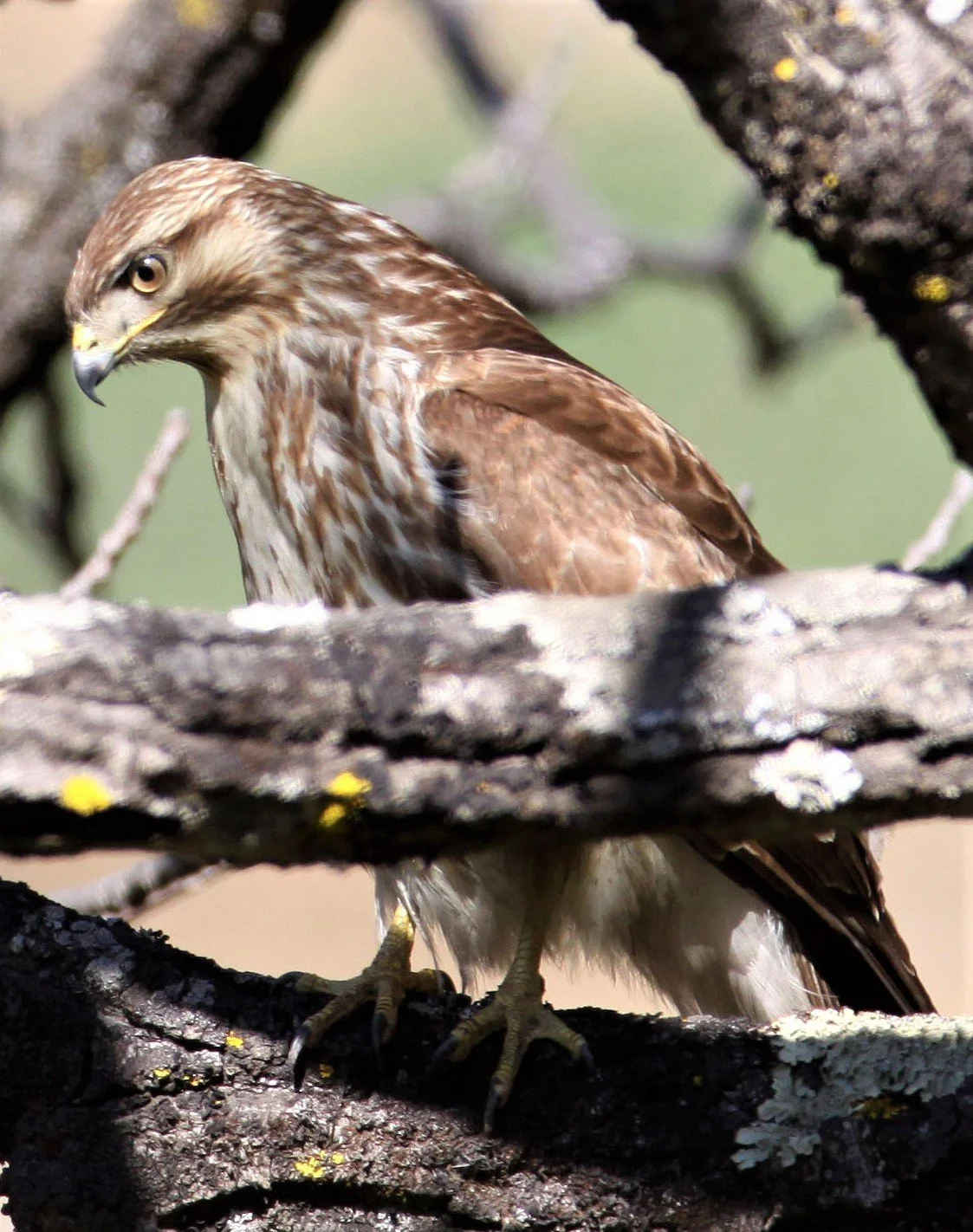 Buteo buteo - COMMON BUZZARD - TACHENG YUNNAN CHINA - BAIMA SNOW MOUNTAIN aa1.jpg