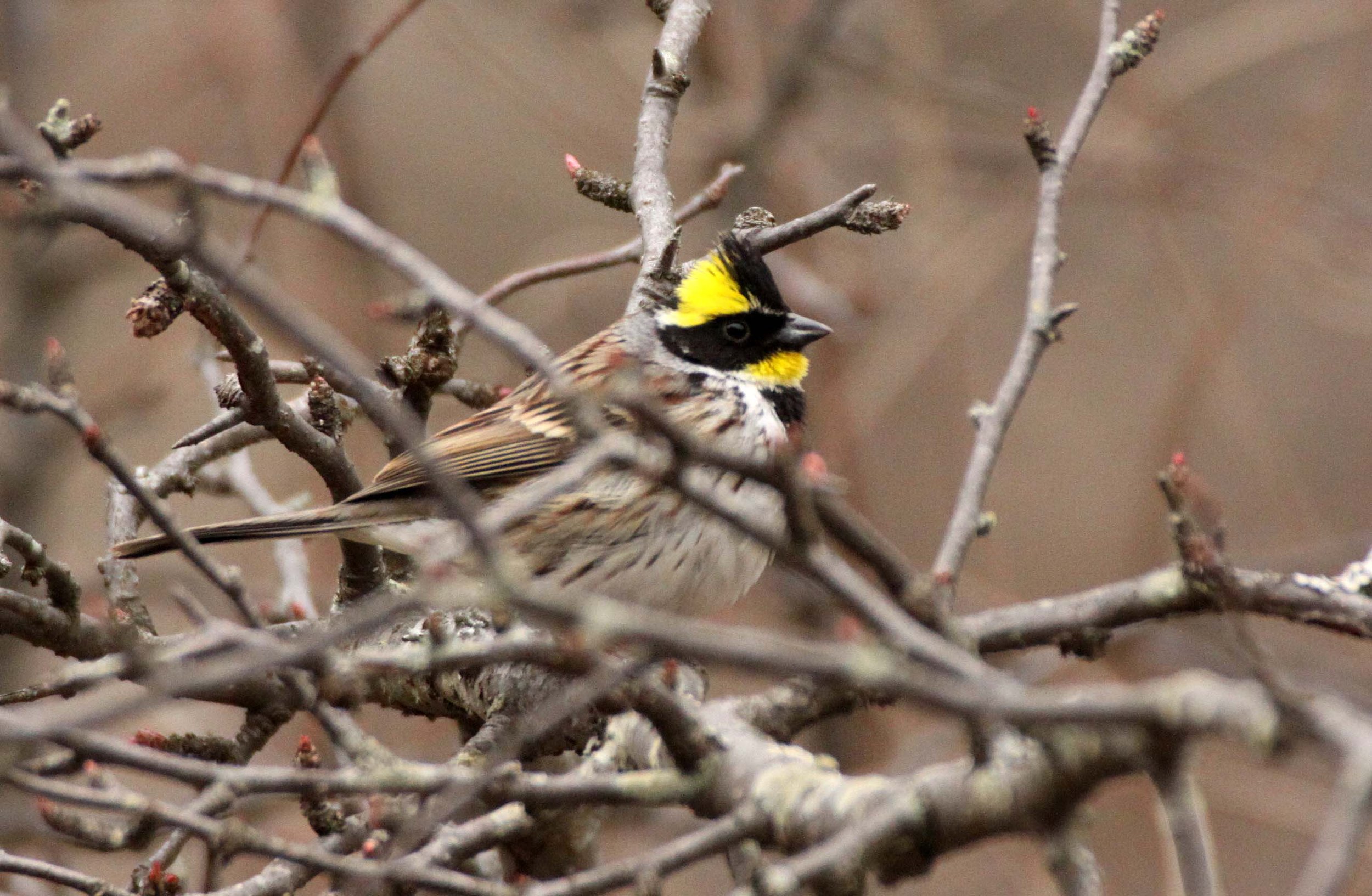 Yellow-throated Bunting (Emberiza elegans) Foping Nature Reserve Shanxi China (11).JPG