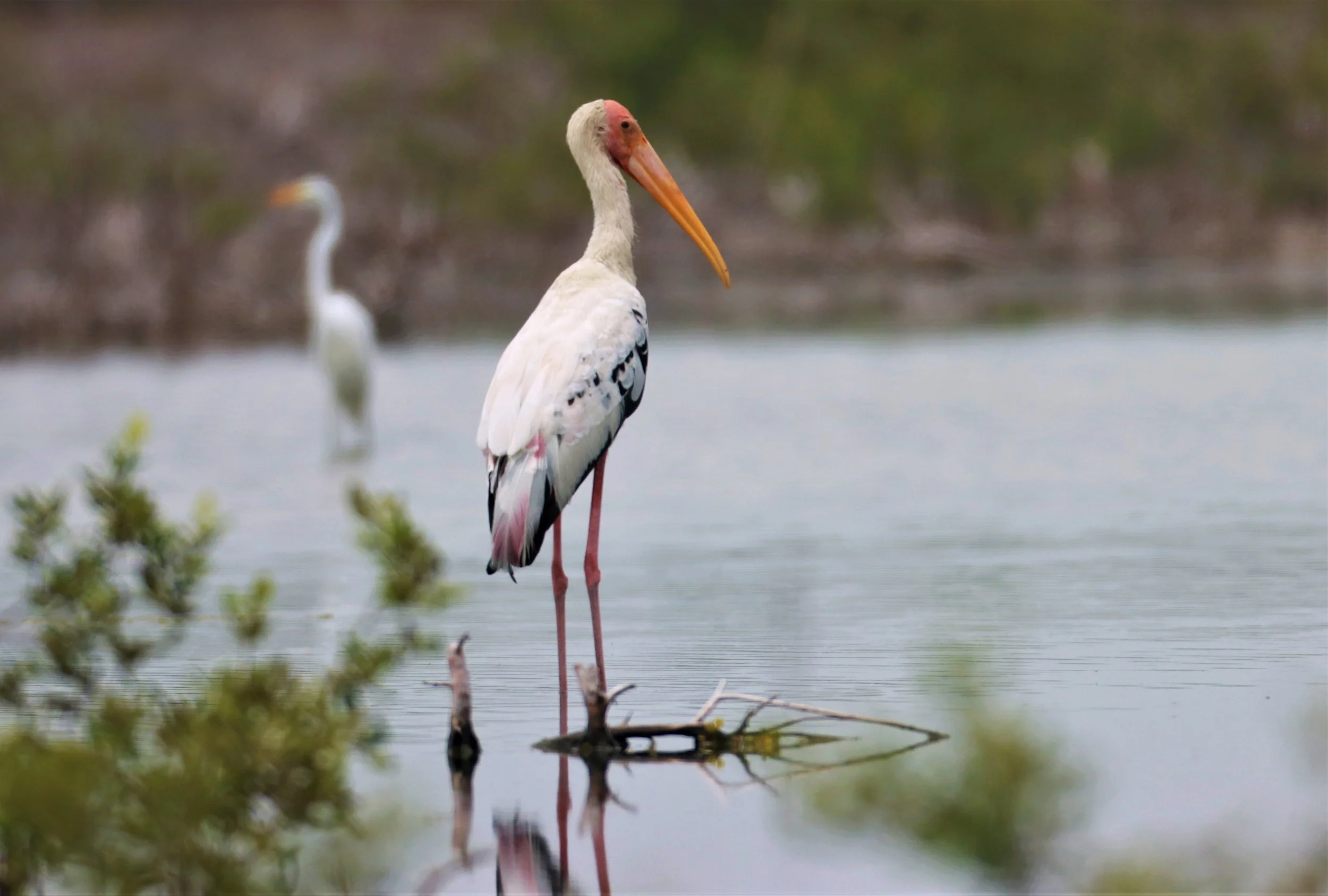 STORK - MILKY STORK HYBRID WITH PAINTED STORK - Milky X Painted (Mycteria cinerea X leucocephala) - KHLONG TAMRU CHONBURI (16).jpg