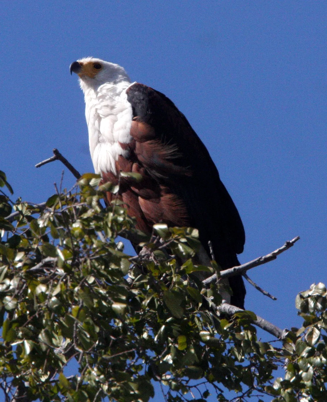 Haliaeetus vocifer - AFRICAN FISH EAGLE - CHOBE NATIONAL PARK BOTSWANA (3).JPG