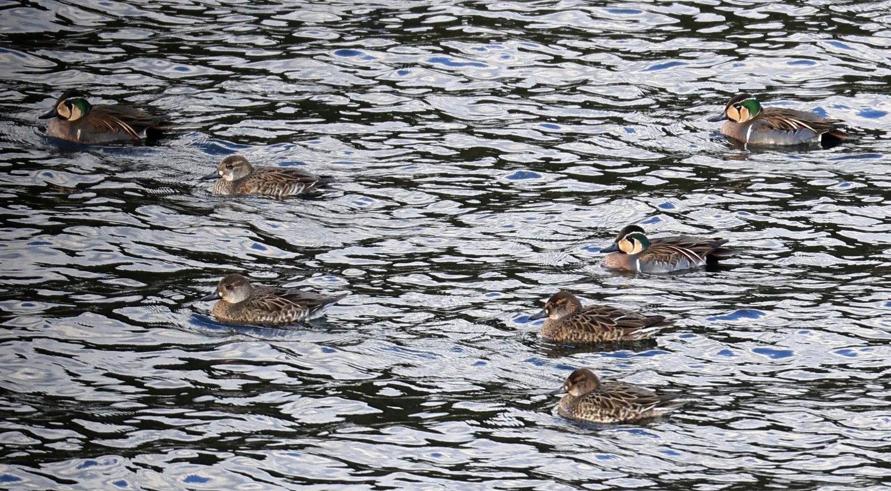 Baikal teal (Sibirionetta formosa) Takagawa Dam Lake, Kagoshima Japan (14).jpg