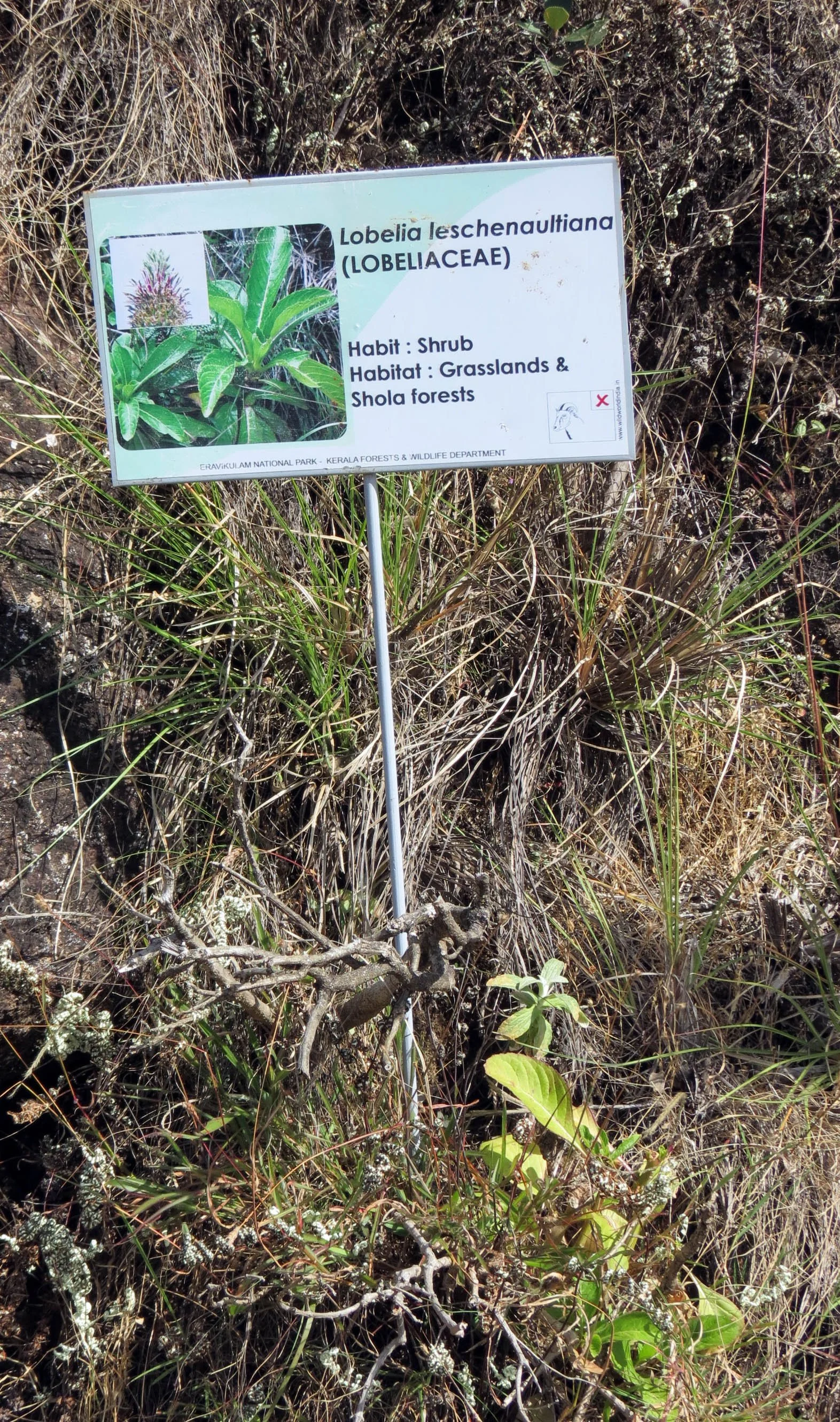 ERAVIKULUM NATIONAL PARK INDIA (12).JPG