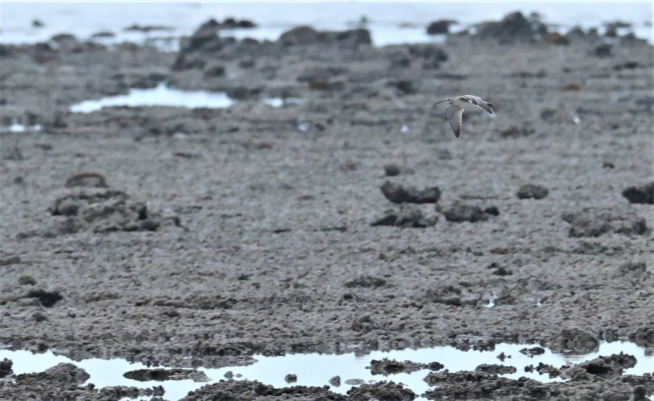WHIMBREL - Numenius phaeopus - KOH LANTA SONGKRAN 2022  (1).jpg