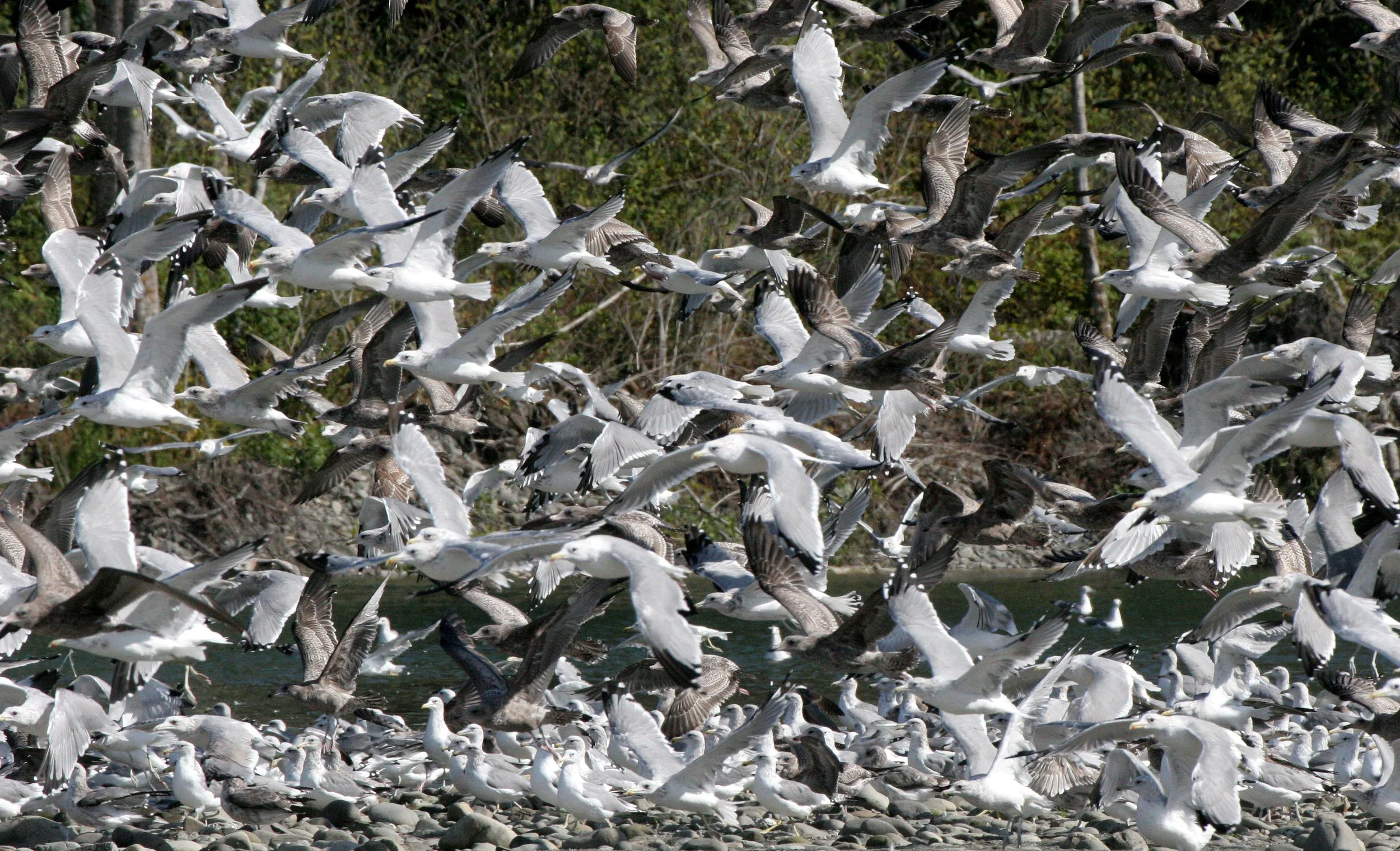 BIRD - GULL - WESTERN GULL FLOCK - ELWHA RIVER MOUTH (4).JPG