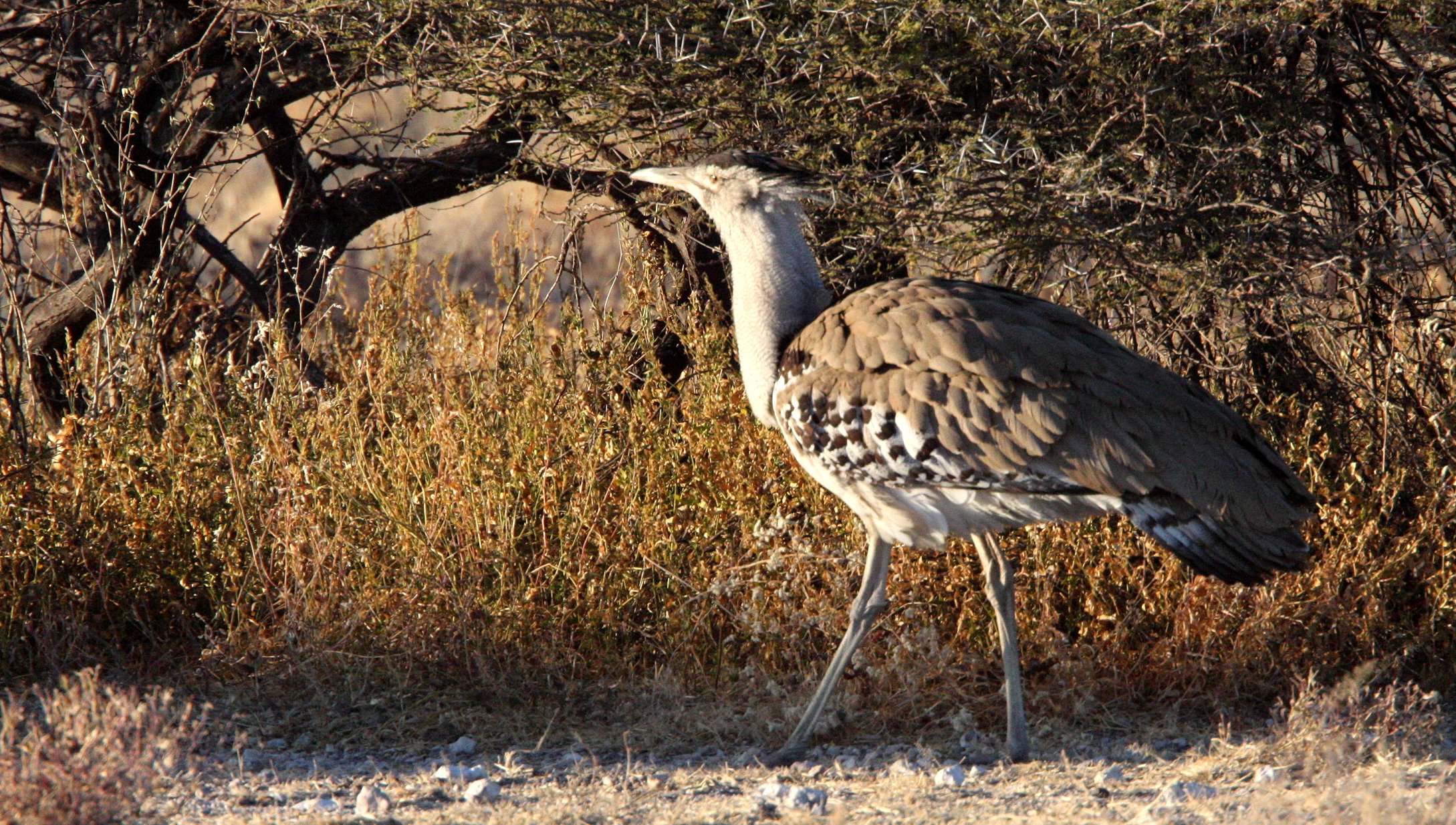 Kori bustard (Ardeotis kori) Etosha NP, Namibia (13).JPG
