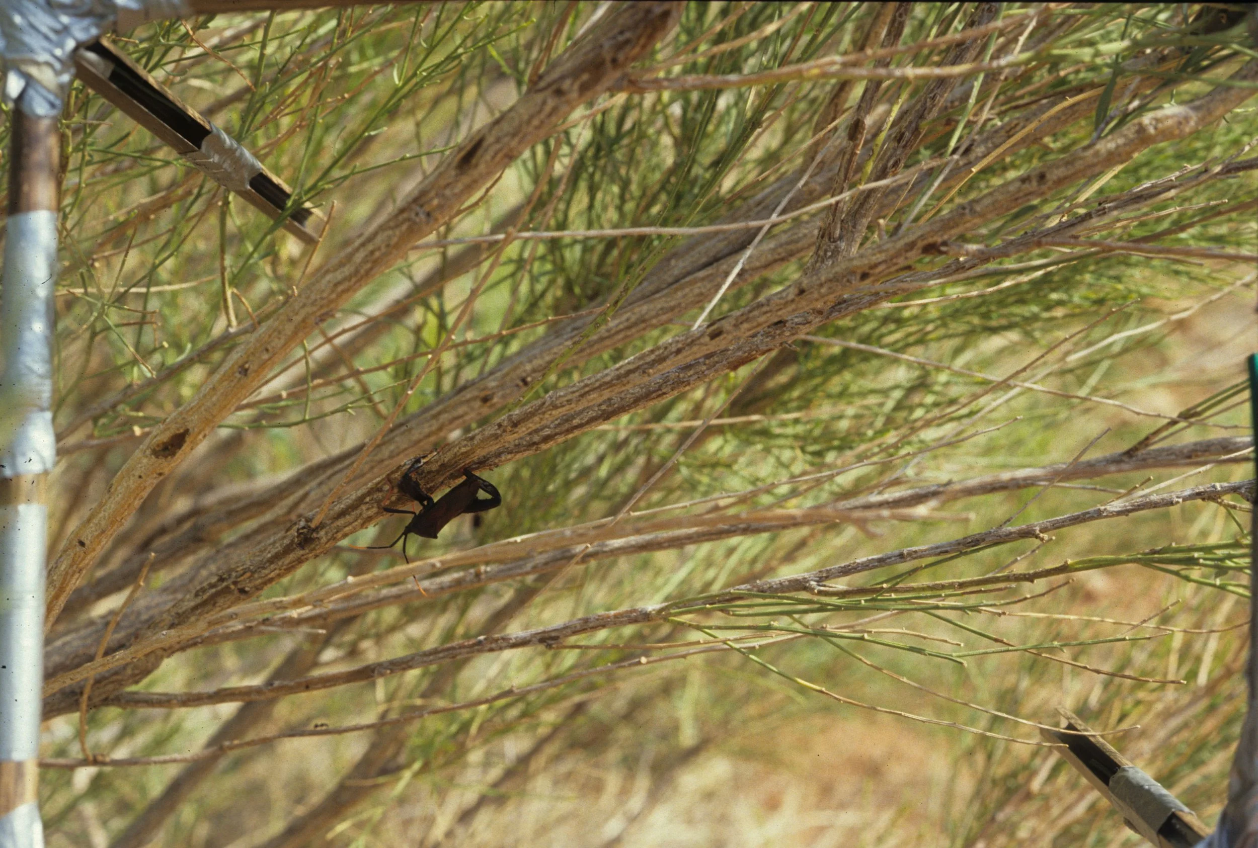 ARIZONA - MADERA CANYON - RESEARCH - DATA COLLECTION D.jpg