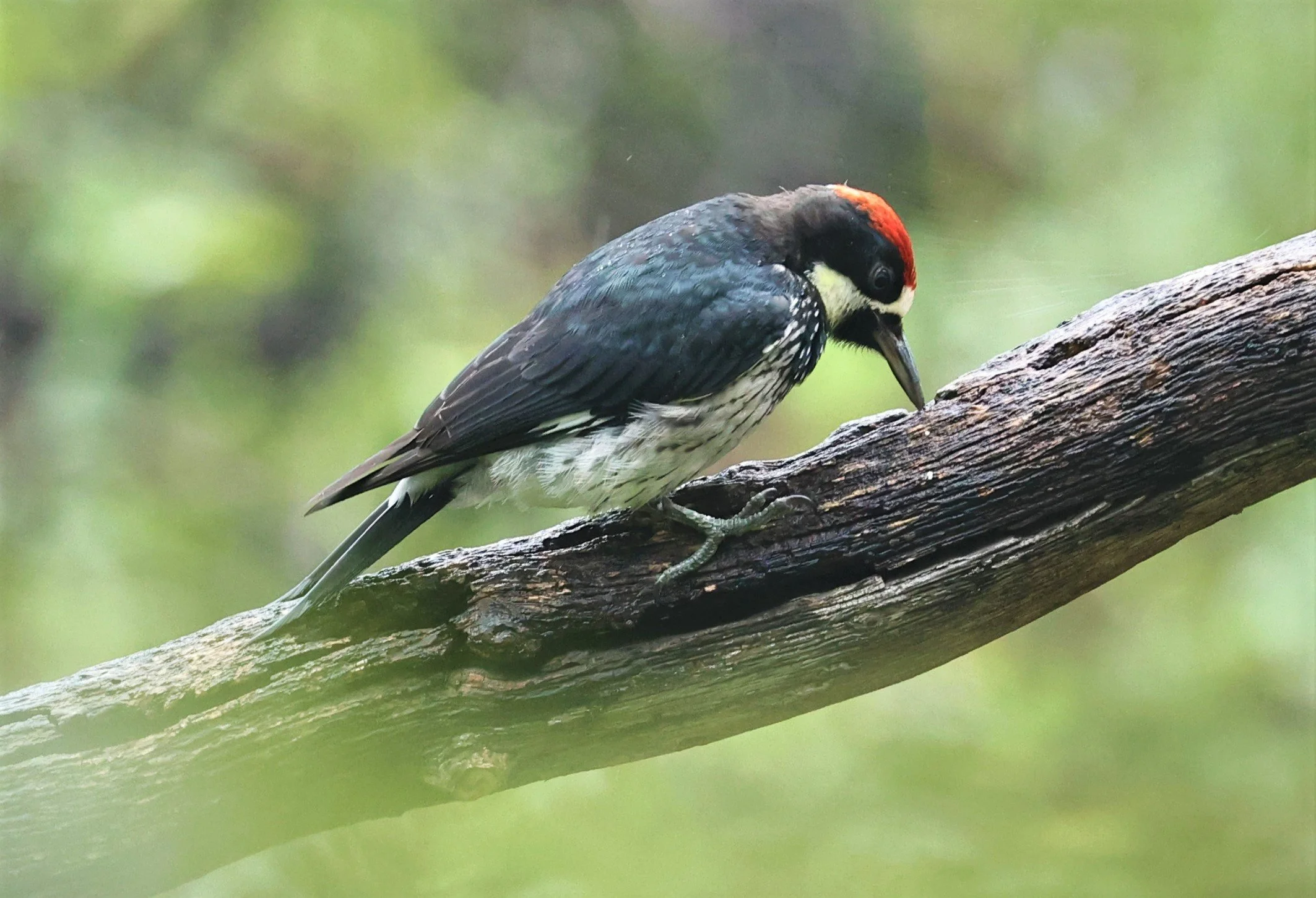 Melanerpes formicivorus - ACORN WOODPECKER - MADERA CANYON ARIZONA 2022 (202).jpg