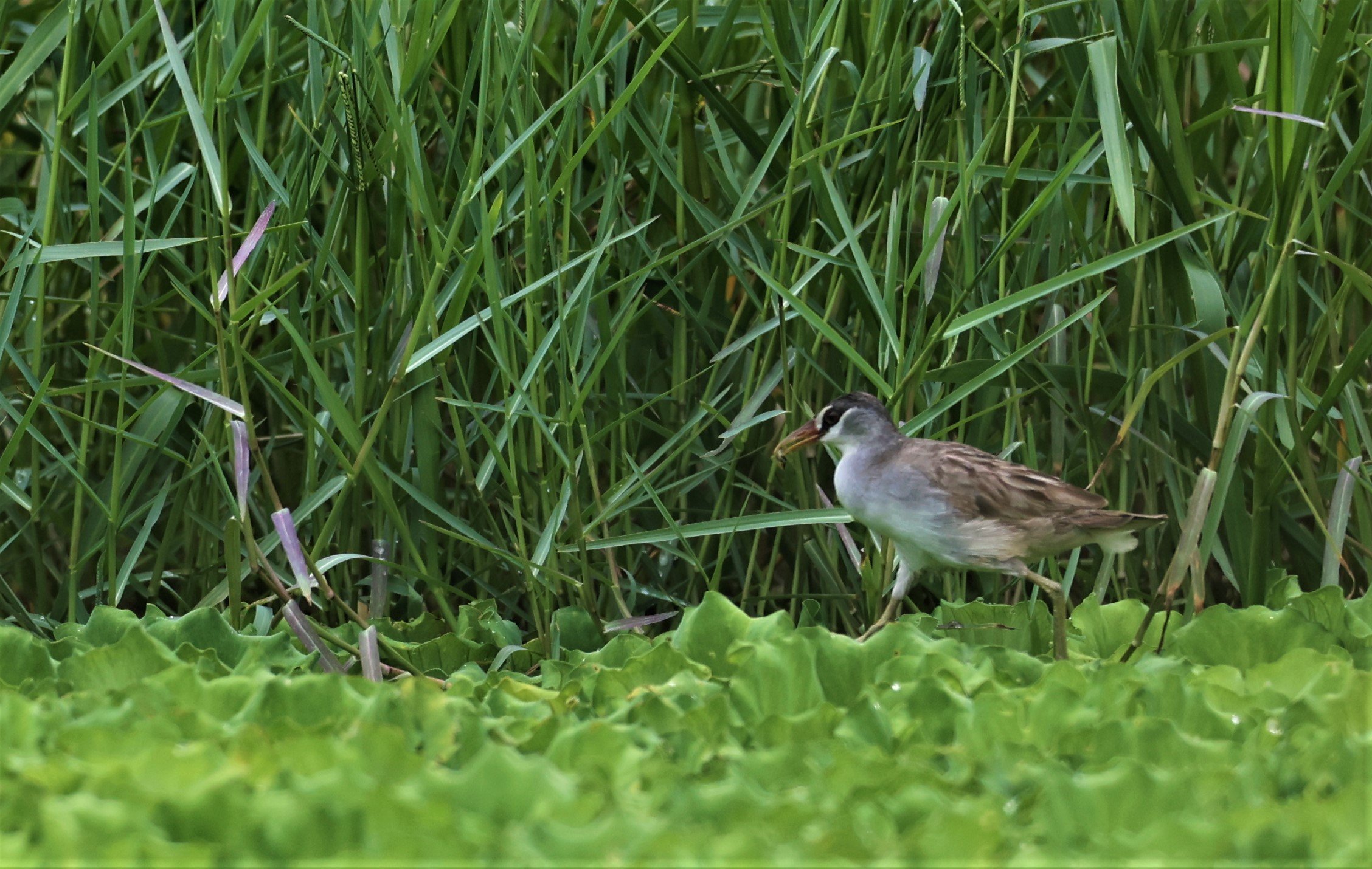 White-browed Crake (Porzana cinerea) Thap Yao Rice Fields Lat Krabang Bangkok (3).jpg