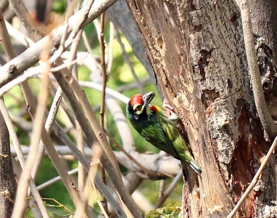 BARBET - COPPERSMITH BARBET - Megalaima haemacephala - ISB CAMPUS NONTHABURI (19).JPG
