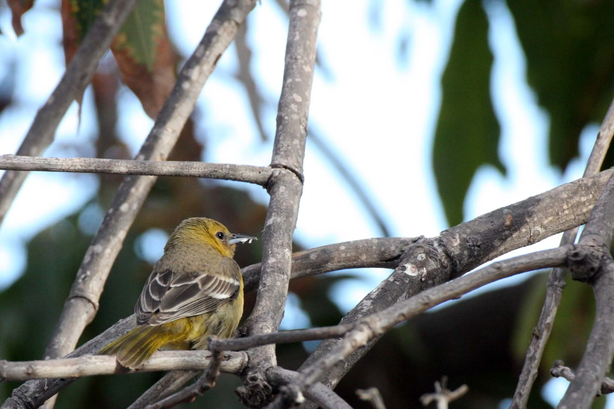 Hooded Oriole (Icterus cucullatus) Loreto Baja Mexico (3).JPG