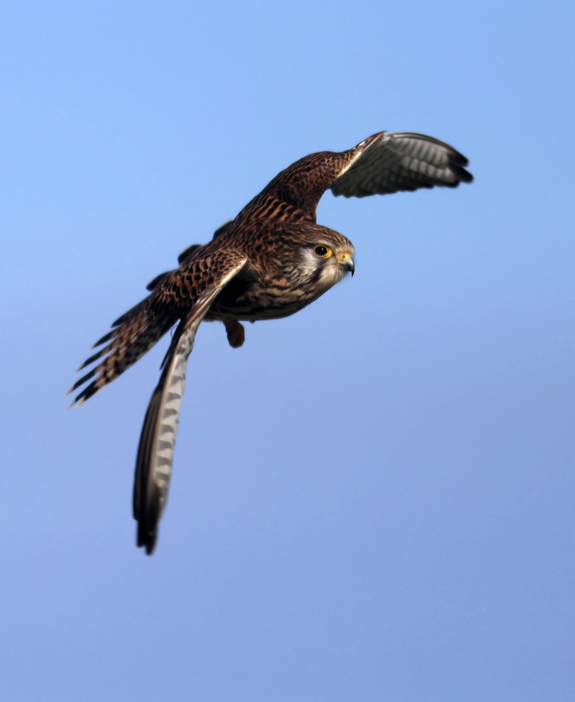 Eurasian or Common Kestrel (Falco tinnunculus) Izumi Crane Center and Fields Izumi Kagoshima Japan 