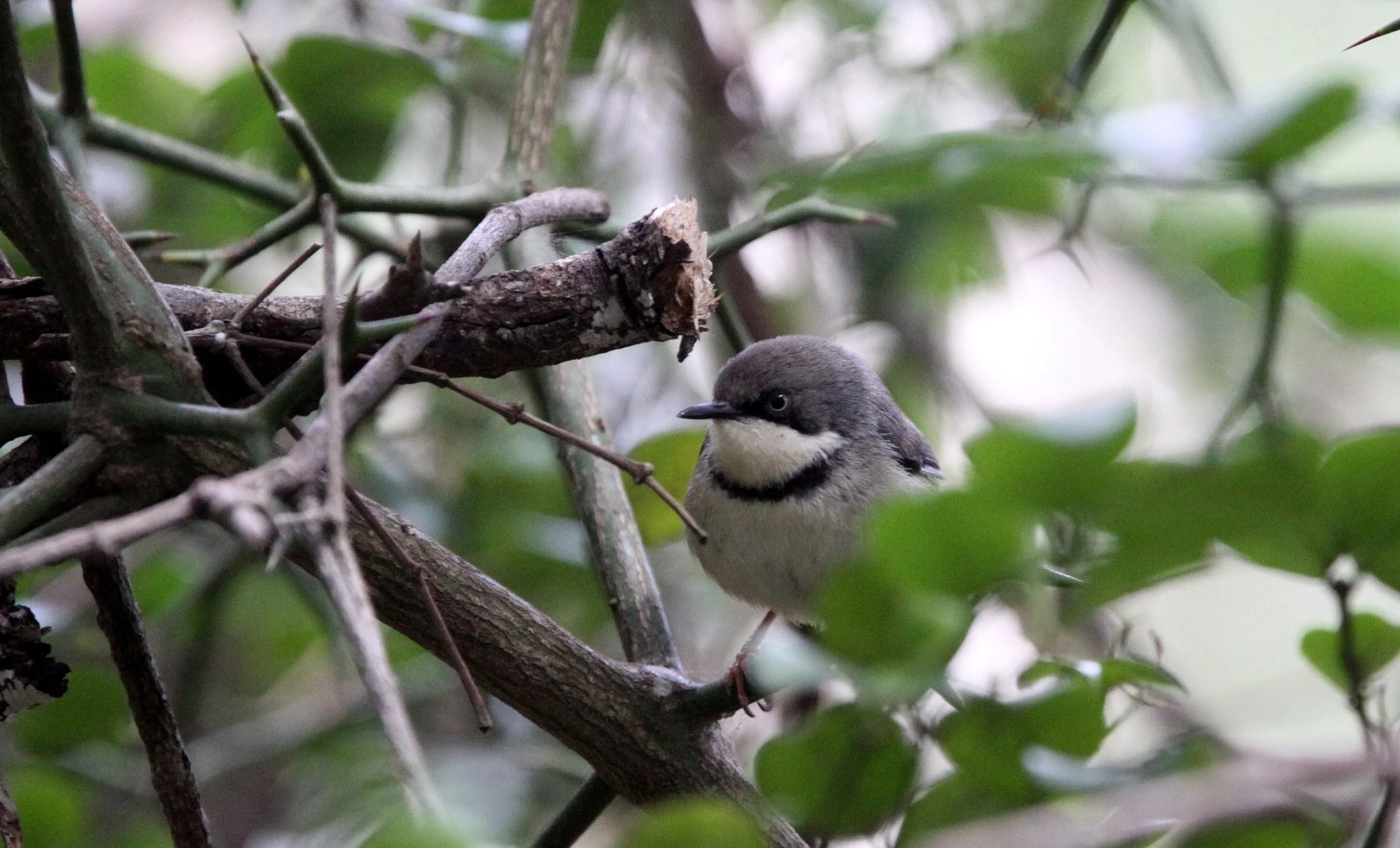 BIRD - APALIS - BAR-THROATED APALIS - APALIS THORACICA - TSITSIKAMMA NATIONAL PARK SOUTH AFRICA (7).JPG