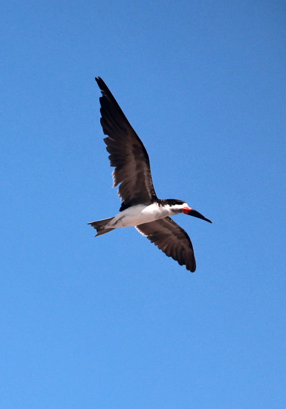 Skimmer - Black Skimmer - Rynchops niger - Arica, Chile & Coastline South (44).jpg