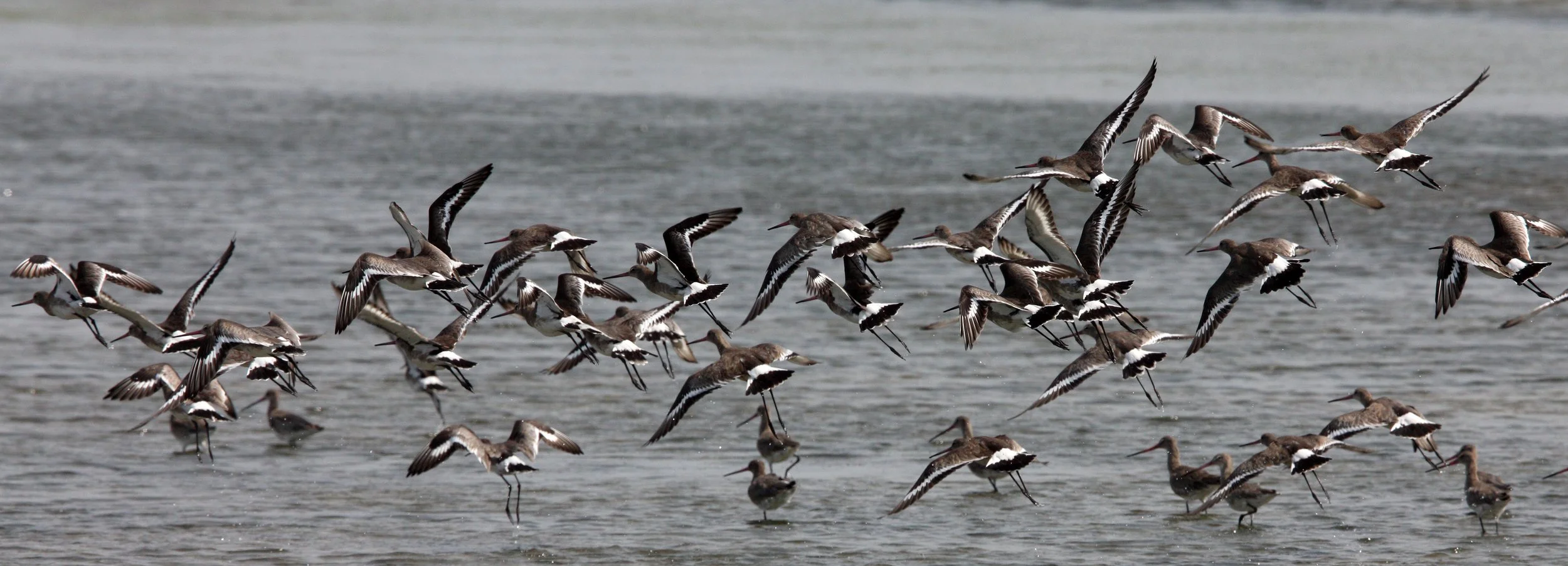 GODWIT - BLACK-TAILED GODWITS - Limosa limosa - PETCHABURI PROVINCE, PAK THALE, THAILAND (48).JPG