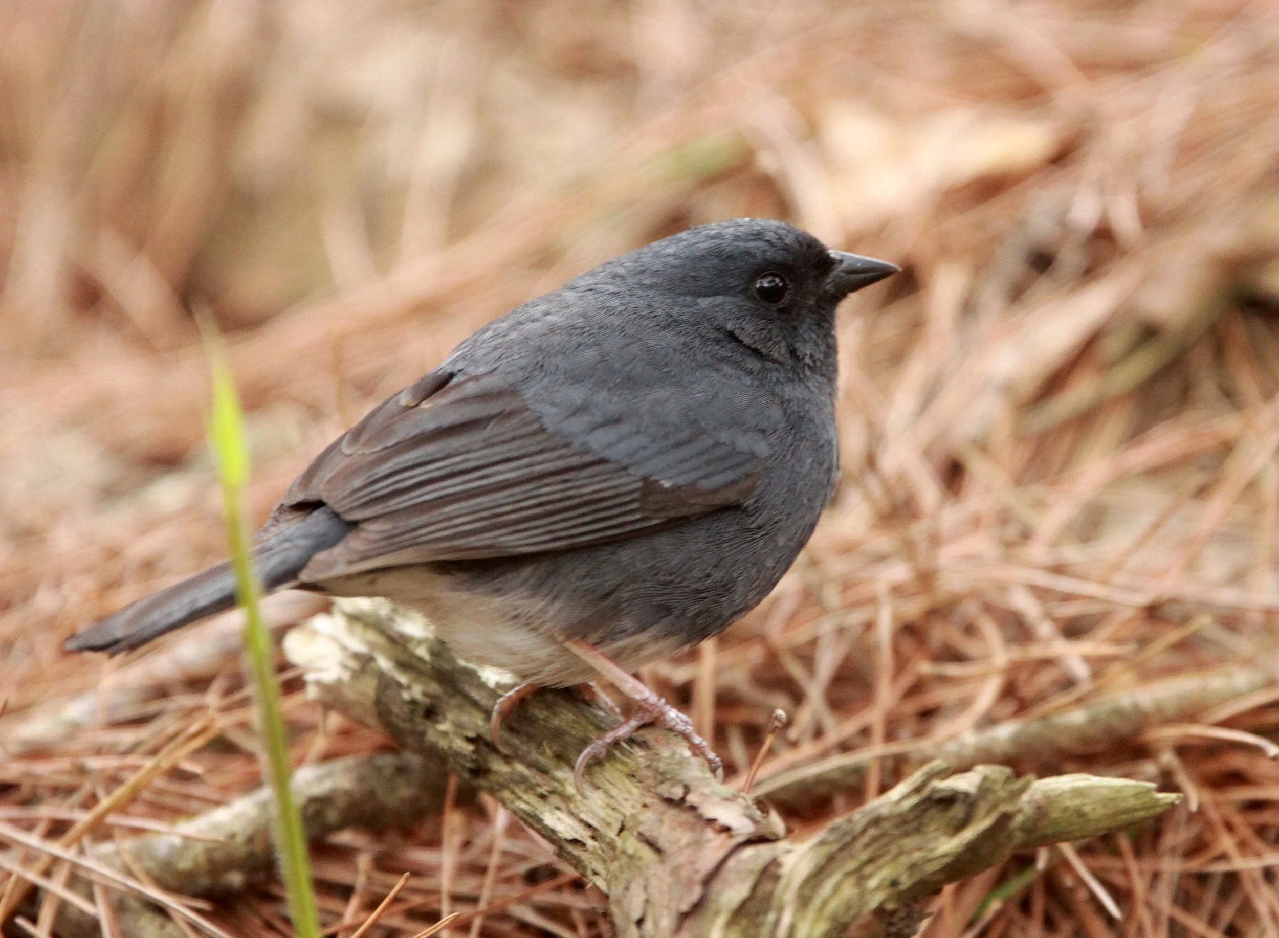 Slaty Bunting (Emberiza siemsseni) Huangshan NP Anhui China (3).JPG