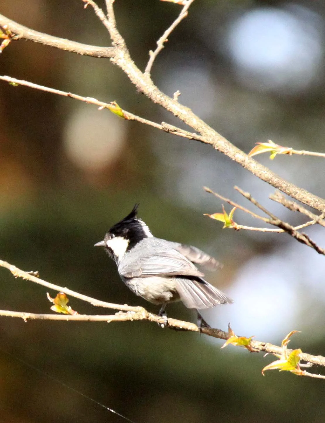 Rufous-vented Tit (Periparus rubidiventris) Wawu-shan Geopark, Shichuan China (3).JPG
