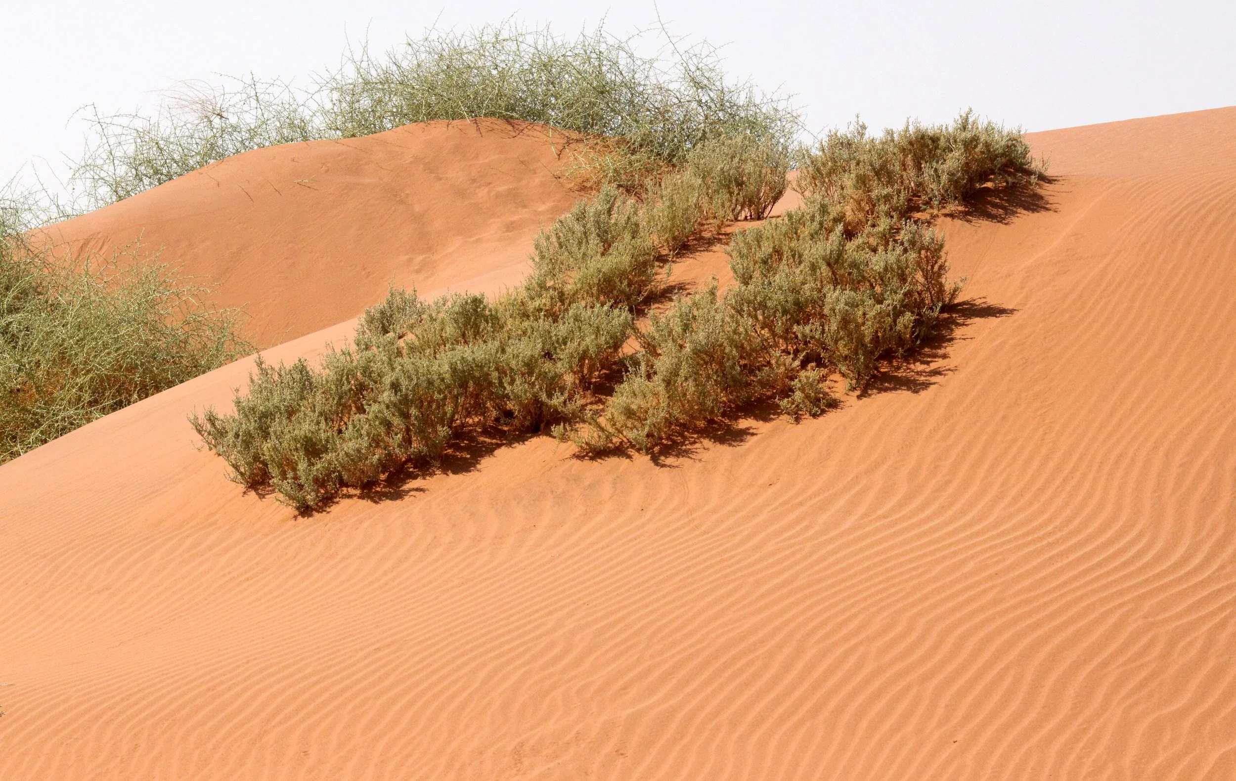 SOSSUSVLEI, NAMIB NAUKLUFT NATIONAL PARK, NAMIBIA (53).JPG