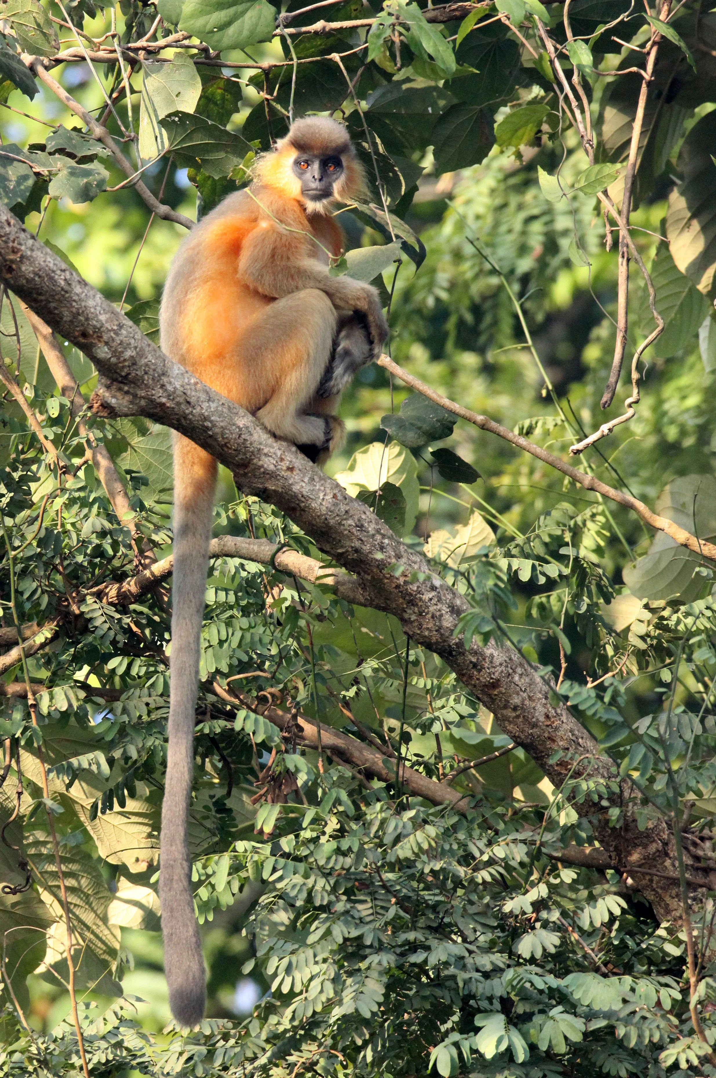 CERCOPITHECIDAE - Trachypithecus pileatus tenebricus - TENEBROUS CAPPED LANGUR - KAZIRANGA NATIONAL PARK ASSAM INDIA (50).JPG