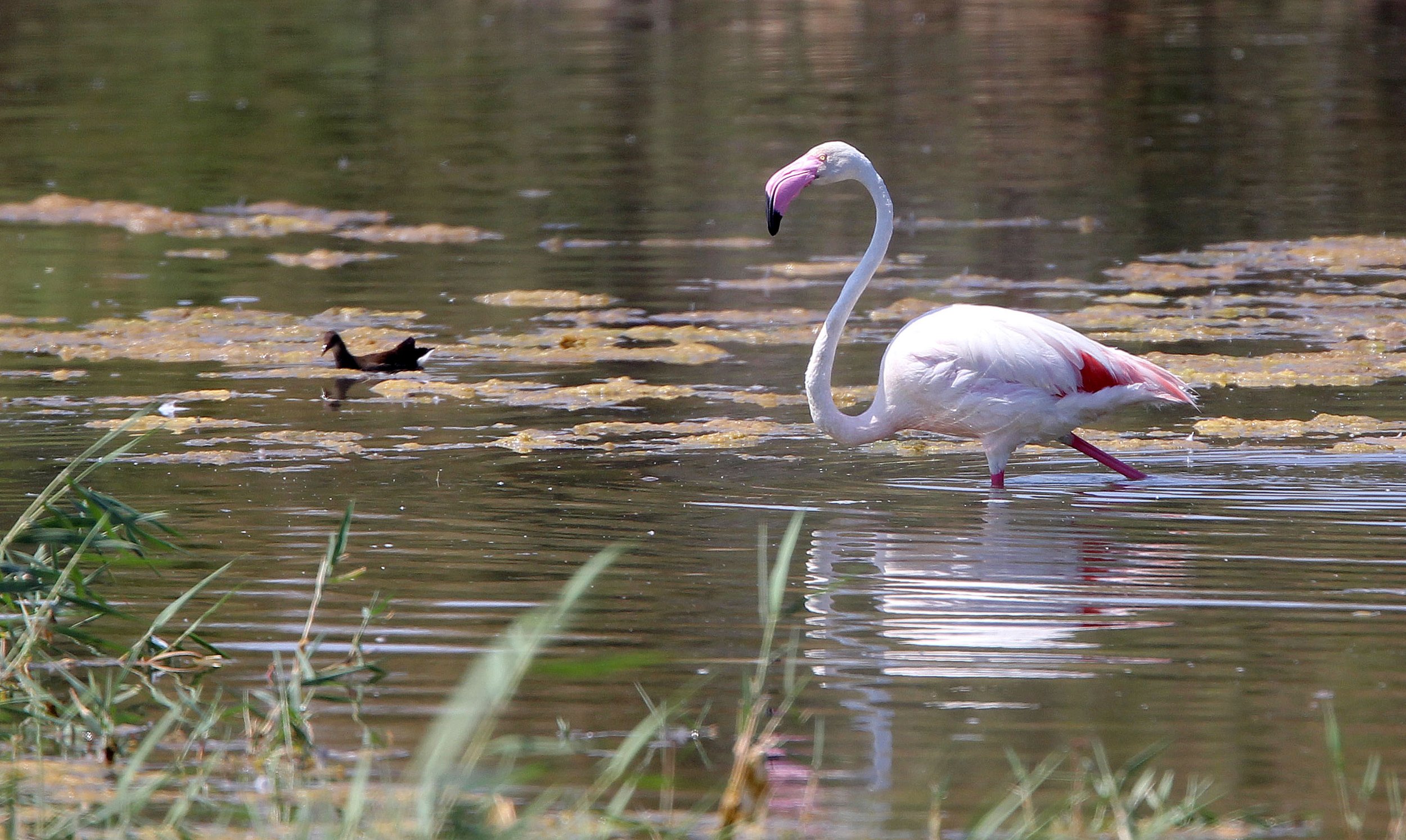 Phoenicopterus roseus - Greater Flamingo - Laguna Dulce Spain (24).JPG