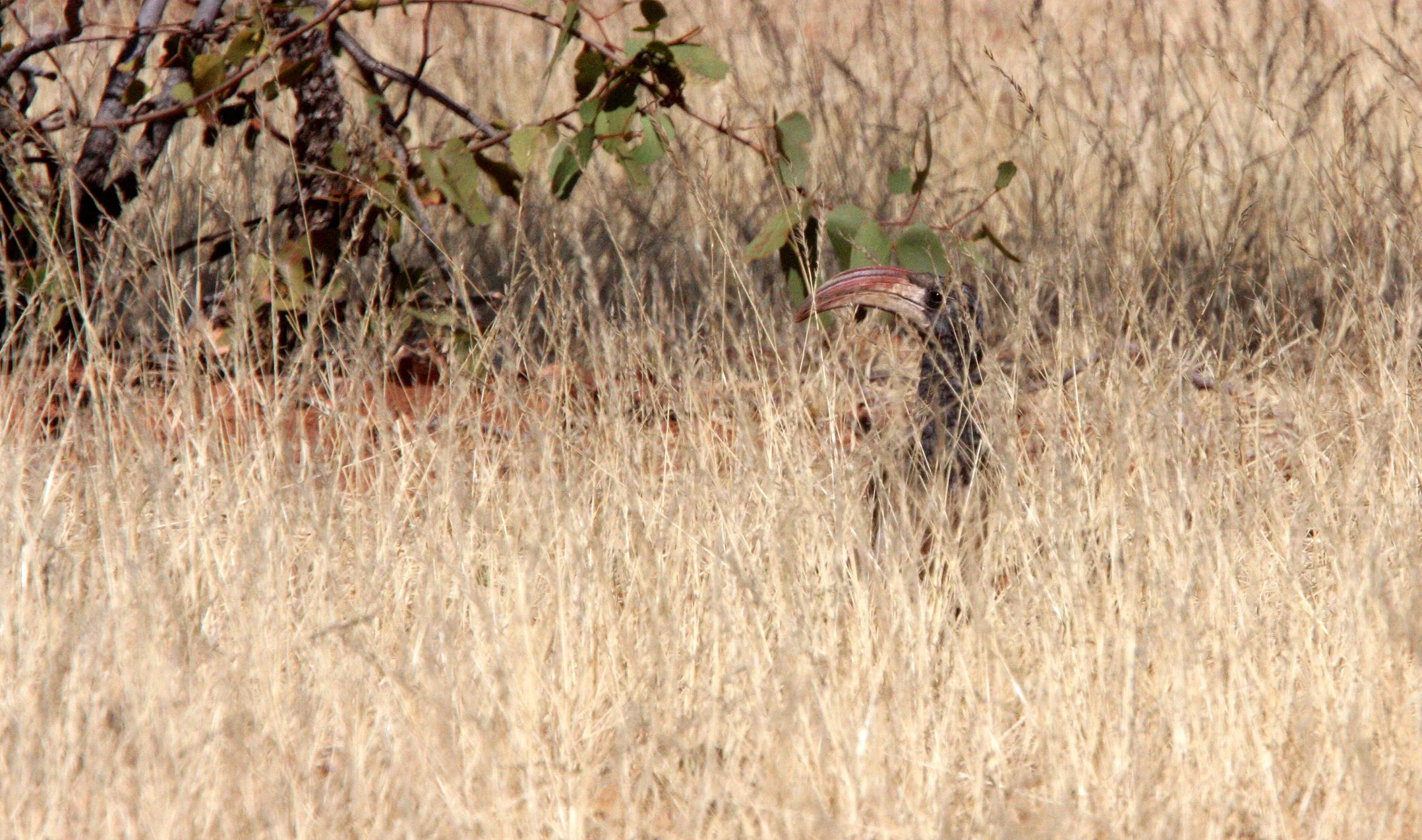 Tockus monteiri - MONTEIRO'S HORNBILL - DAMARALAND NAMIBIA (3).JPG