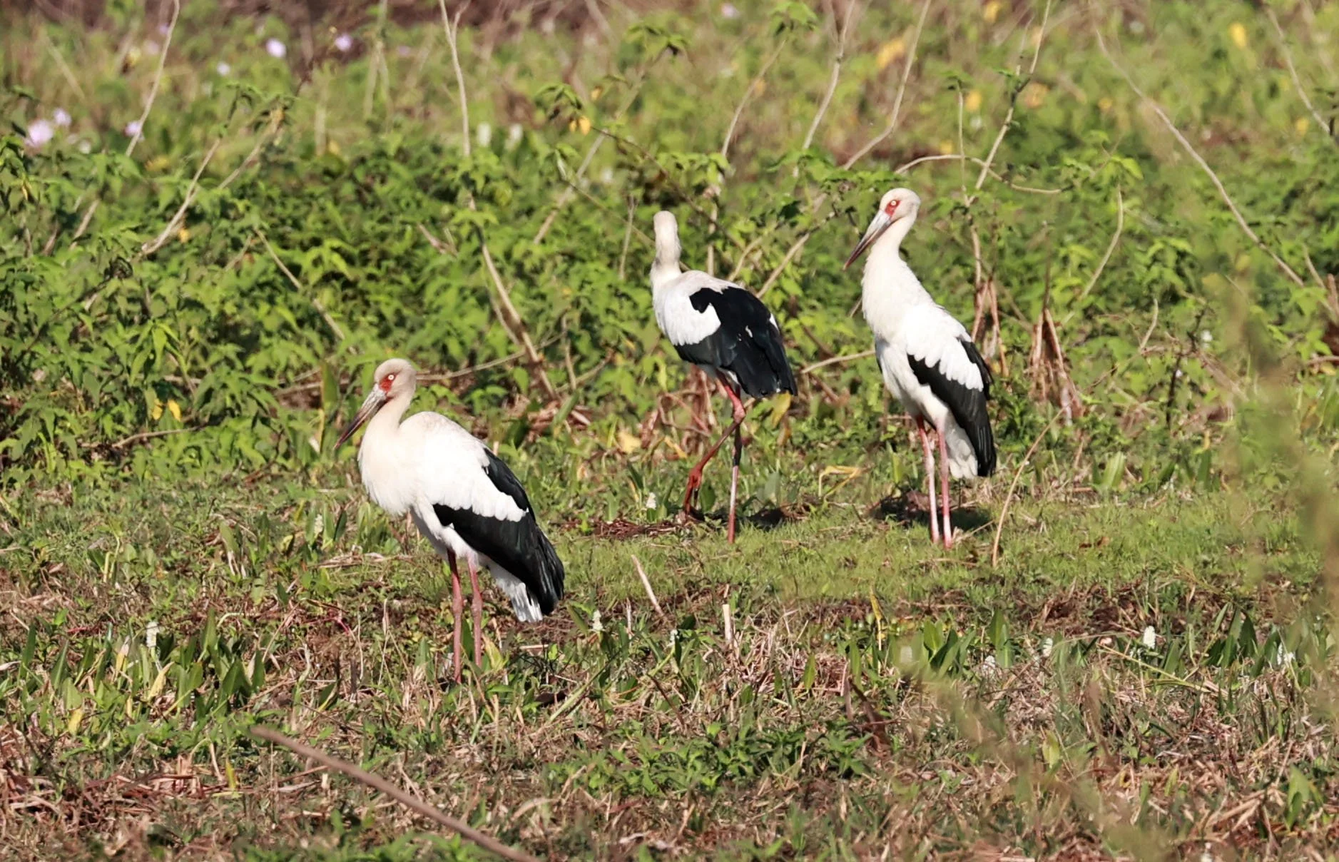 Stork - Maguari Stork - Ciconia maguari - Pantanal - Mato Grosso, Transpantaneira M-060 (33).jpg