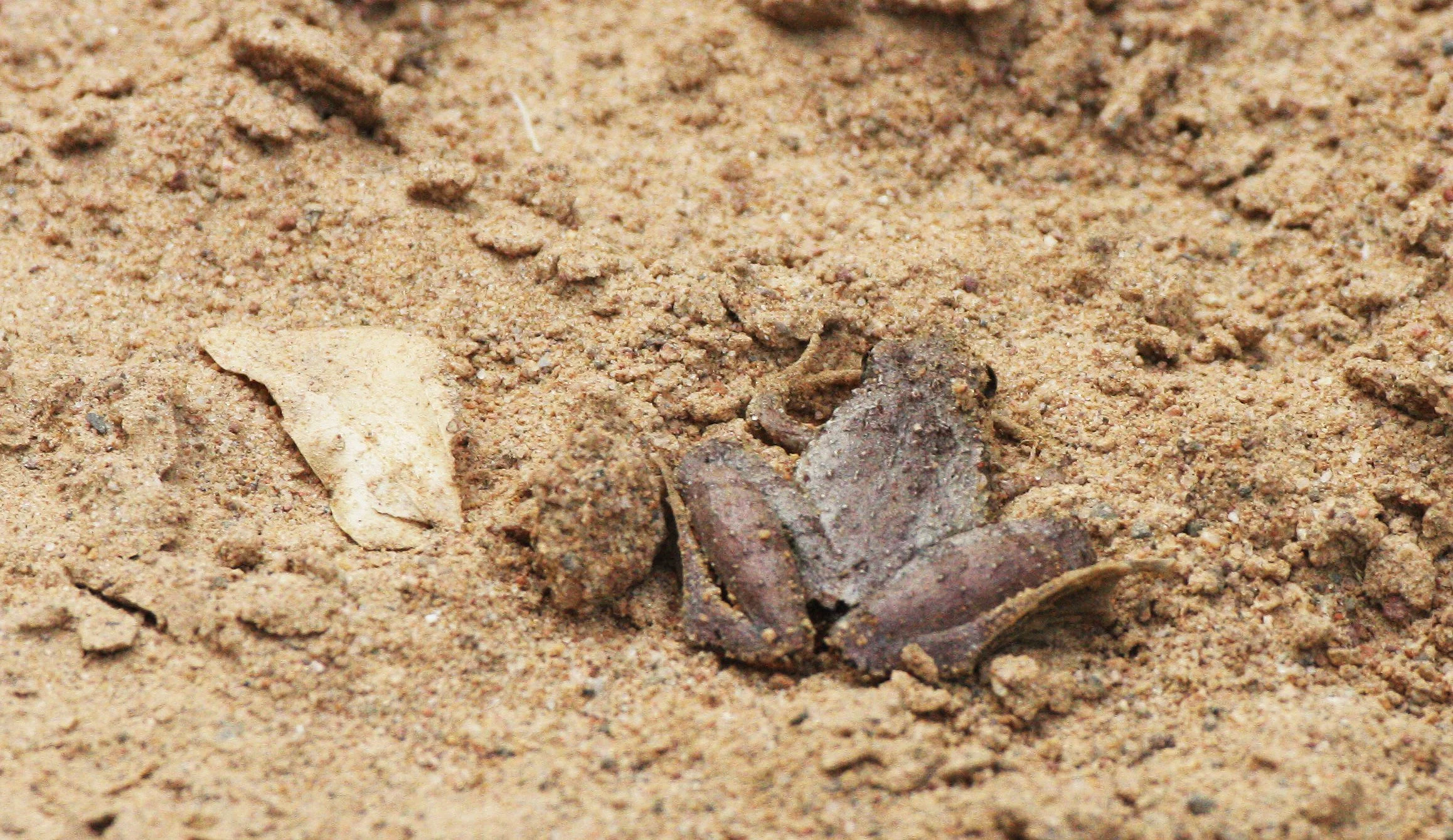 AMPHIBIAN - FROG - SPECIES A - KAENG KRACHAN NP THAILAND.JPG