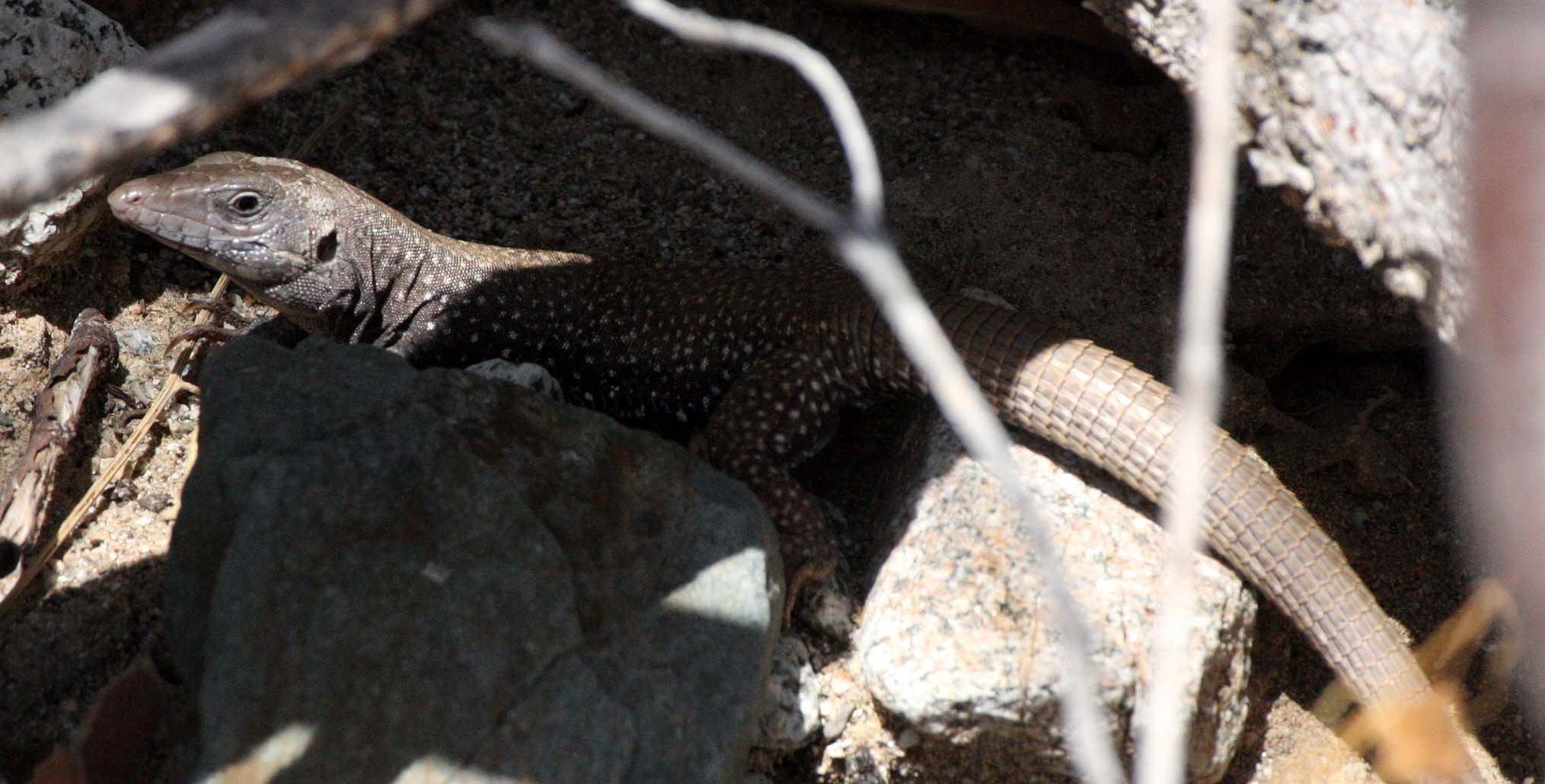 Cnemidophorus catalinensis - ISLA SANTA CATALINA WHIPTAIL LIZARD - ISLA SANTA CATALINA BAJA MEXIO (13).JPG