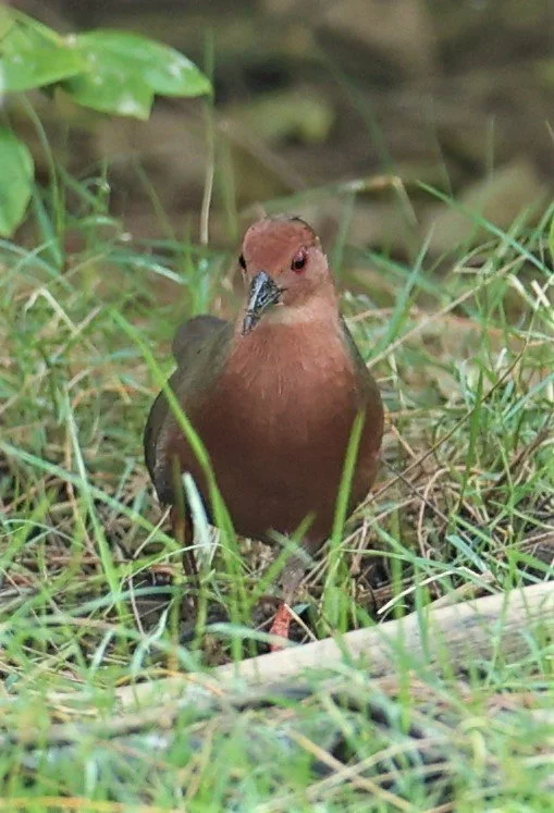 Ruddy-breasted Crake (Porzana fusca) Khao Sam Roi Yod NP Thailand (1).jpg