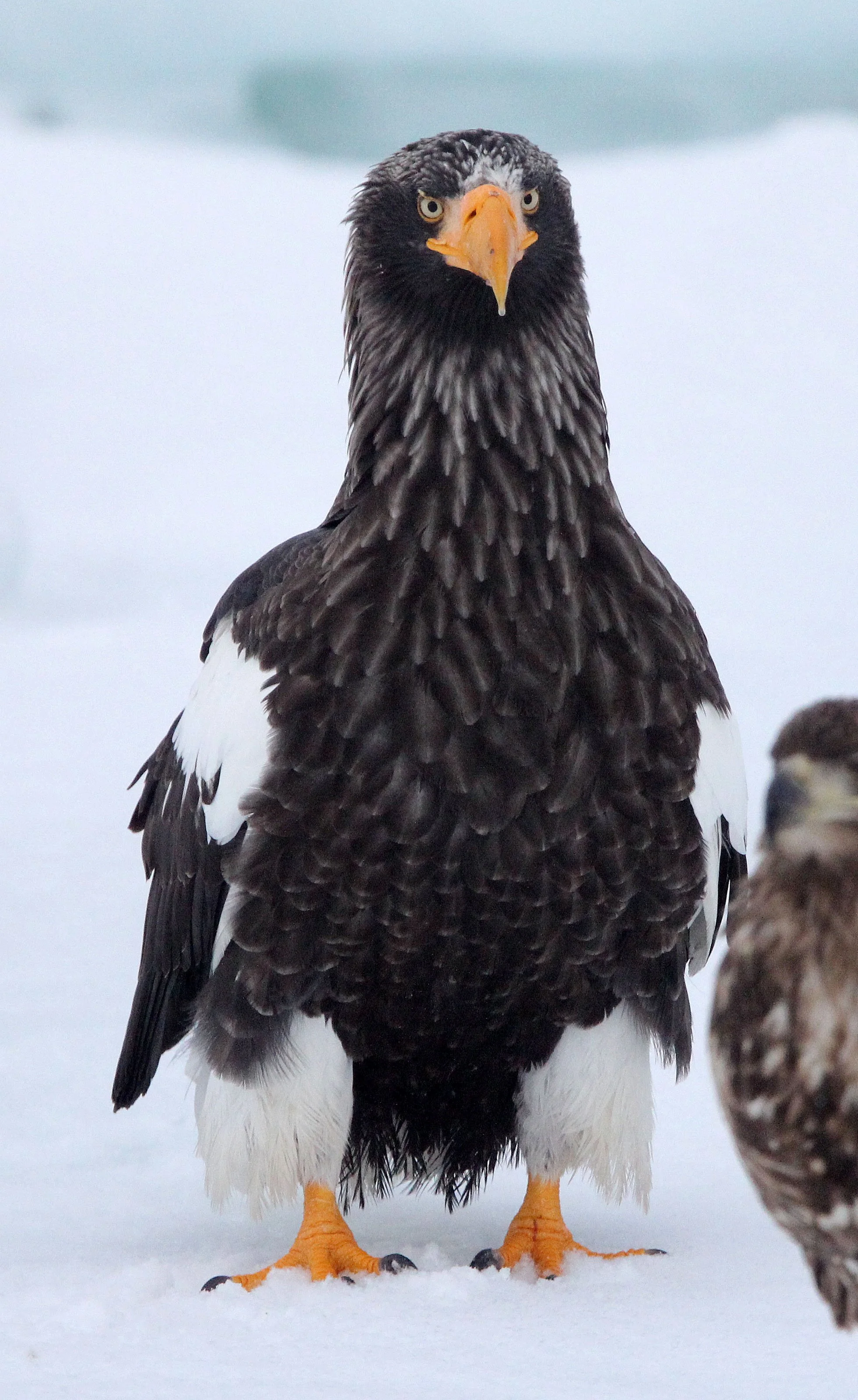BIRD - EAGLE - STELLER'S SEA EAGLE - RAUSU, SHIRETOKO PENINSULA & NATIONAL PARK - HOKKAIDO JAPAN (6).JPG