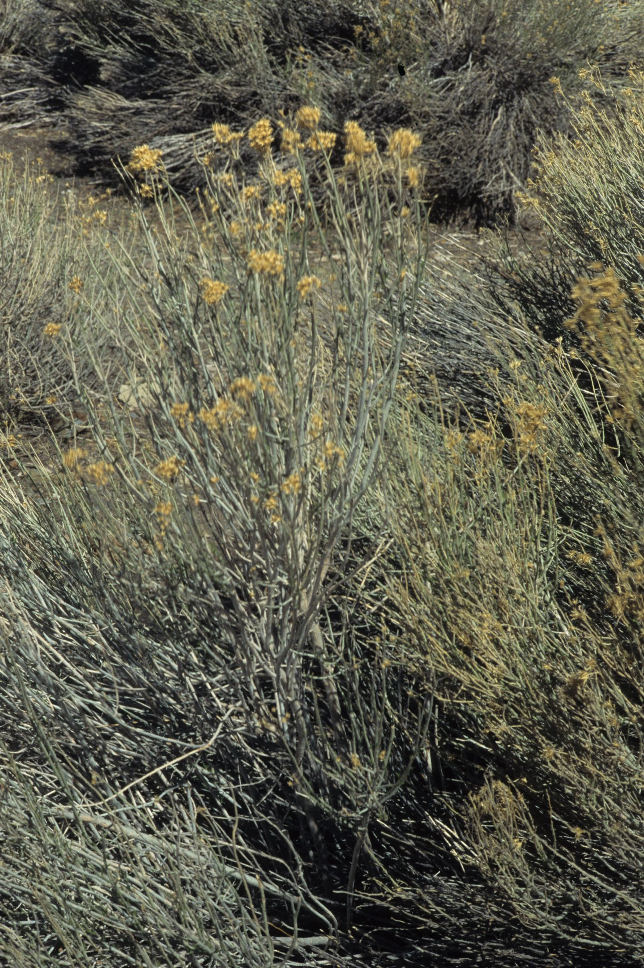 DEATH VALLEY - HYMENOCLEA SALSOLA - BURROBUSH.jpg