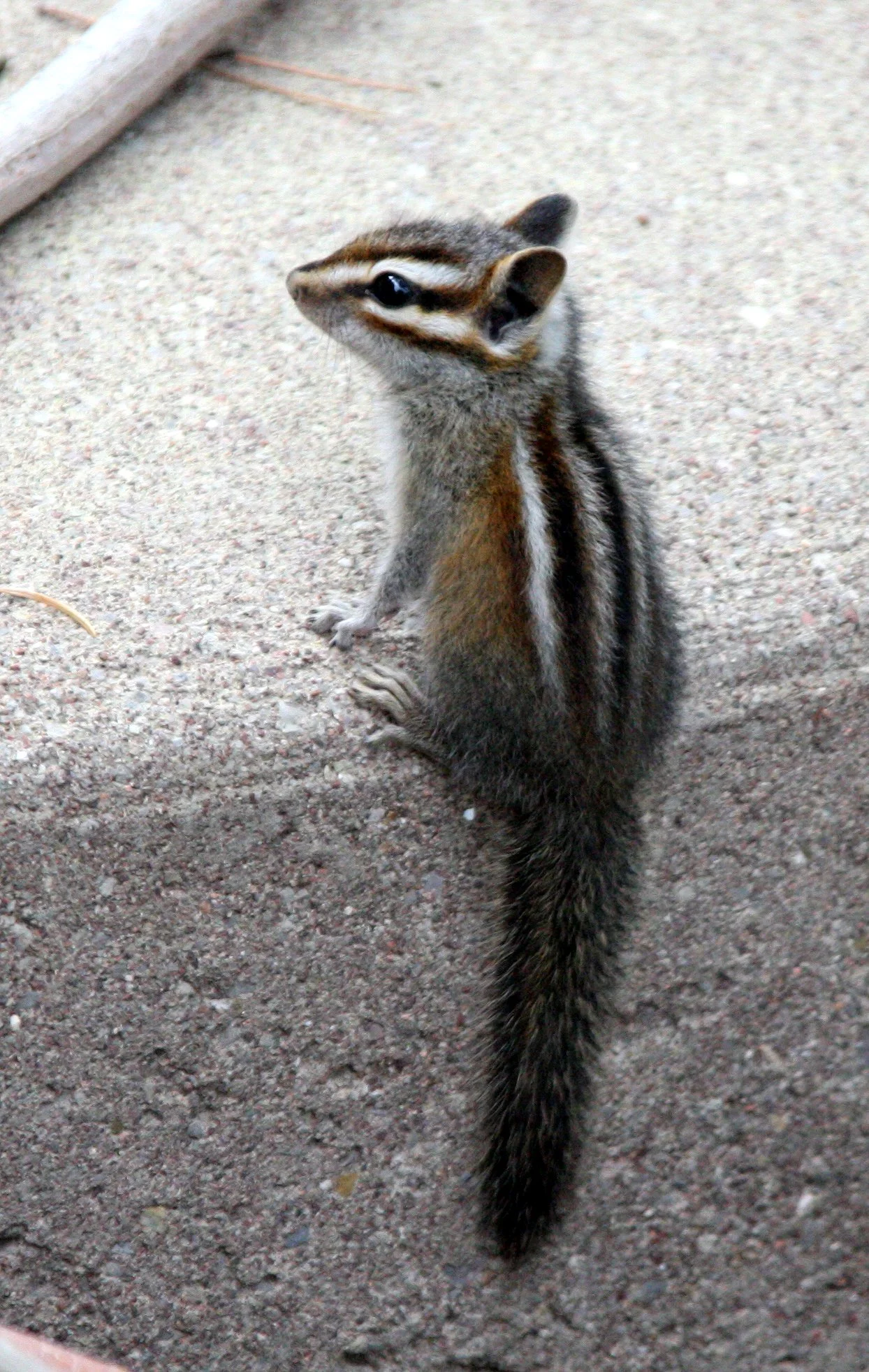 RODENT - CHIPMUNK - GREY-FOOTED CHIPMUNK - SACRAMENTO MOUNTAINS NEW MEXICO (10).JPG