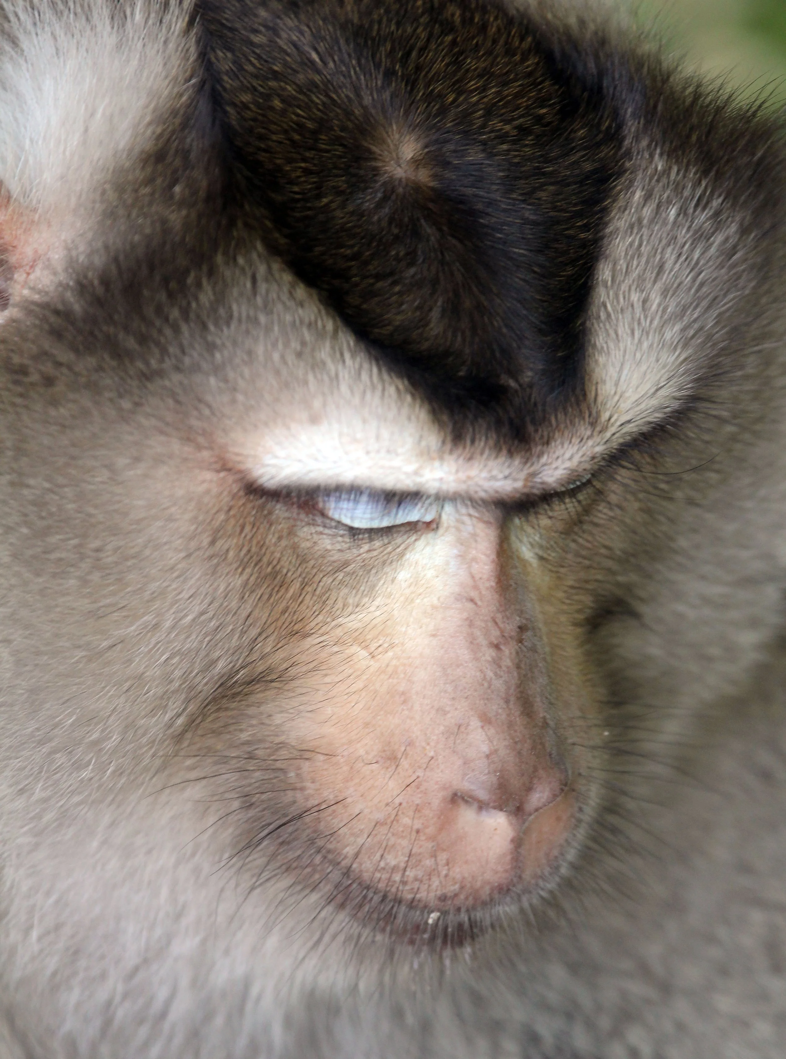 MACAQUE - NORTHERN PIG-TAILED MACAQUE - Macaca leonina - KHAO YAI NATIONAL PARK THAILAND (114).JPG