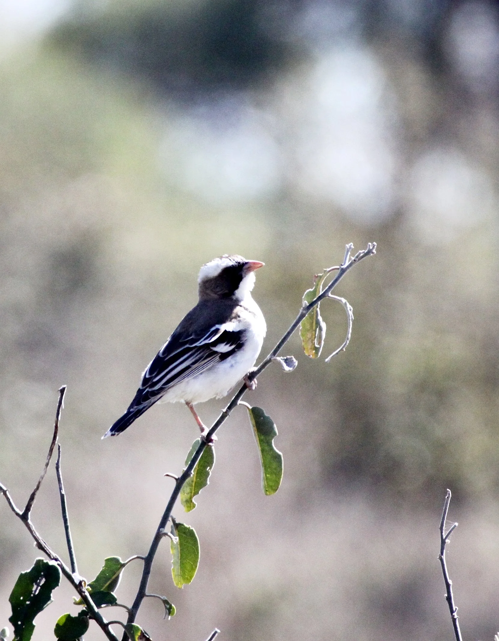 White-browed Sparrow-weaver (Plocepasser mahali) Chobe NP, Botswana (2).JPG