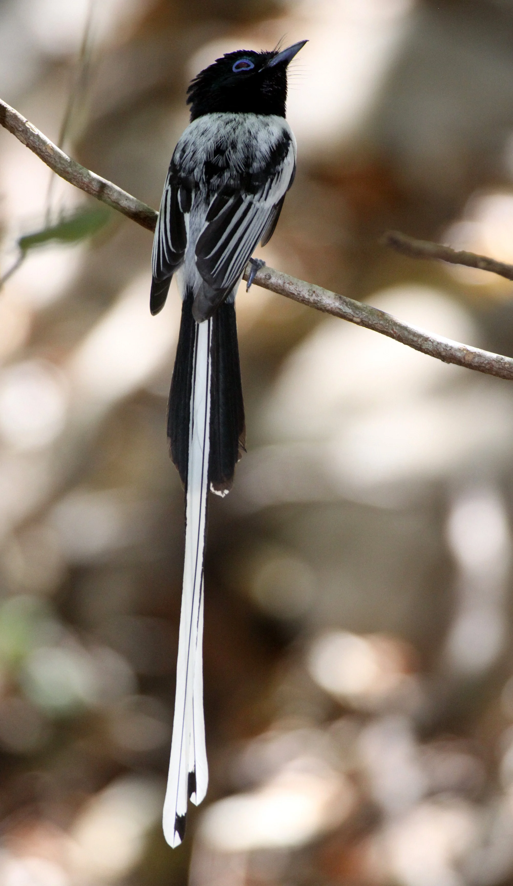 BIRD - FLYCATCHER - MADAGASCAR PARADISE FLYCATCHER - ANKARANA NATIONAL PARK MADAGASCAR (4).JPG