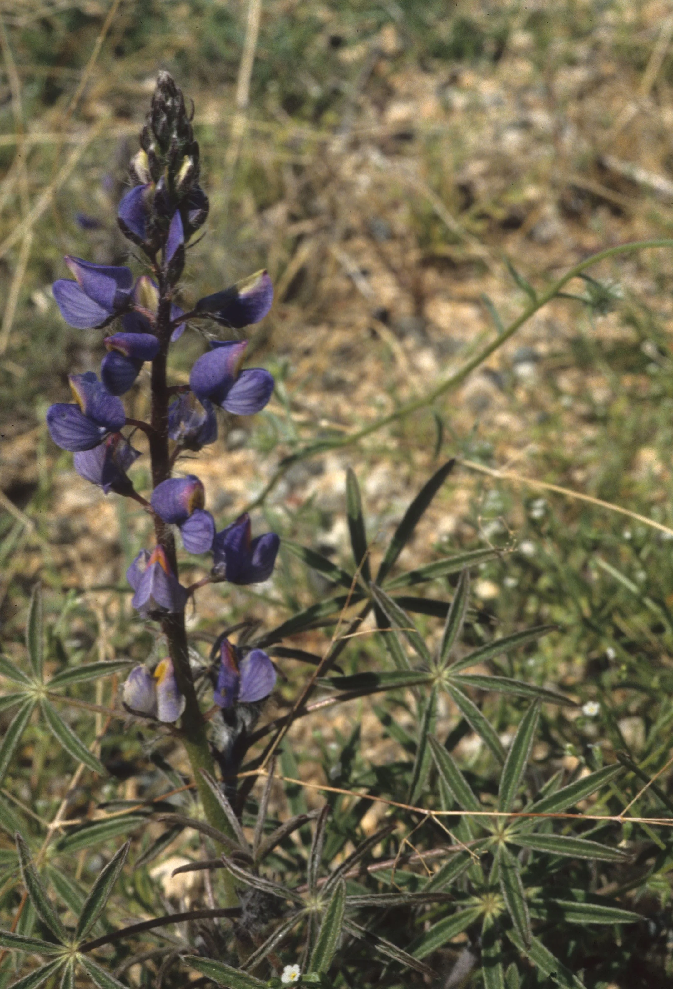 ANZA BORREGO - LEGUMINOSEAE - LUPINUS SPECIES B.jpg
