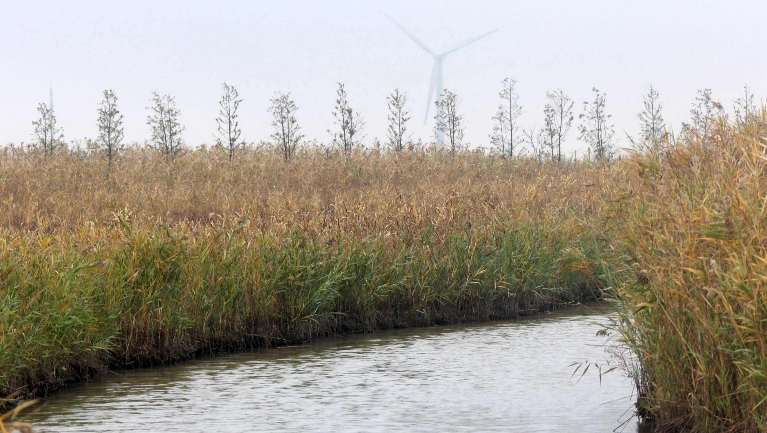 CHONGMING ISLAND DONGTAN WETLAND RESERVE CHINA - FIELD TRIP WITH IB AND APES 2012 11-16 (62).JPG