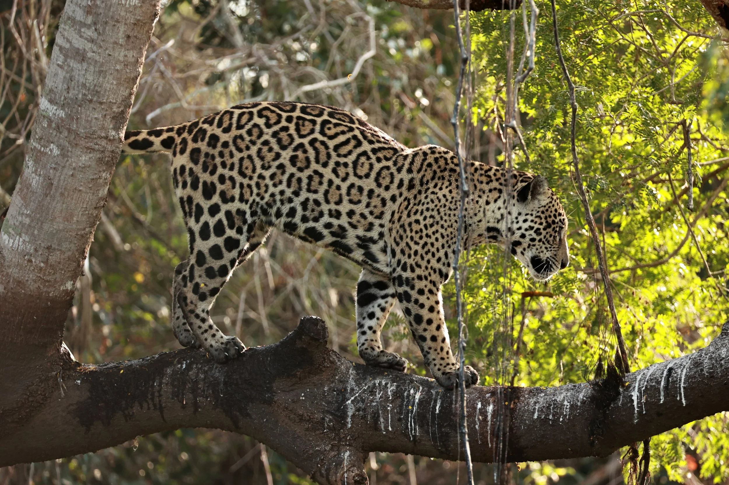 Panthera onca - Jaguar - Pantanal, Encontro das Águas State Park, Porto Jofre, Cuiaba River, Brazil (613).jpg