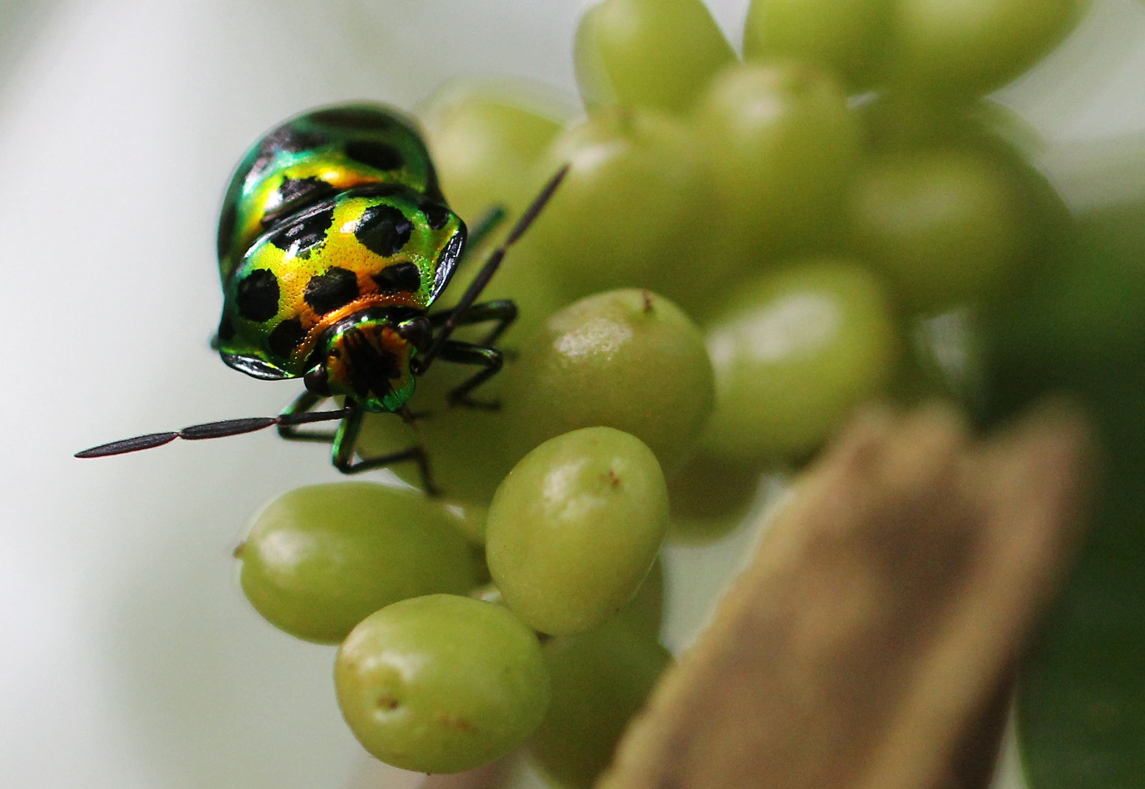 Chrysocoris stollii - Koh Lanta, Thailand (13).JPG