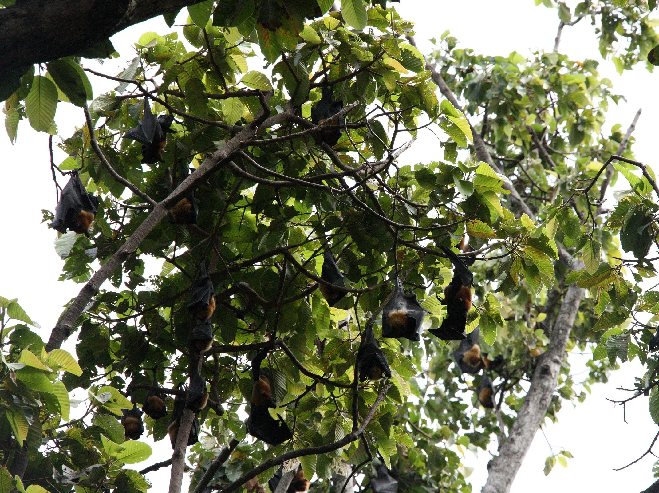 CHIROPTERA - LYLE'S FLYING FOX - SIEM REAP CAMBODIA (2).JPG
