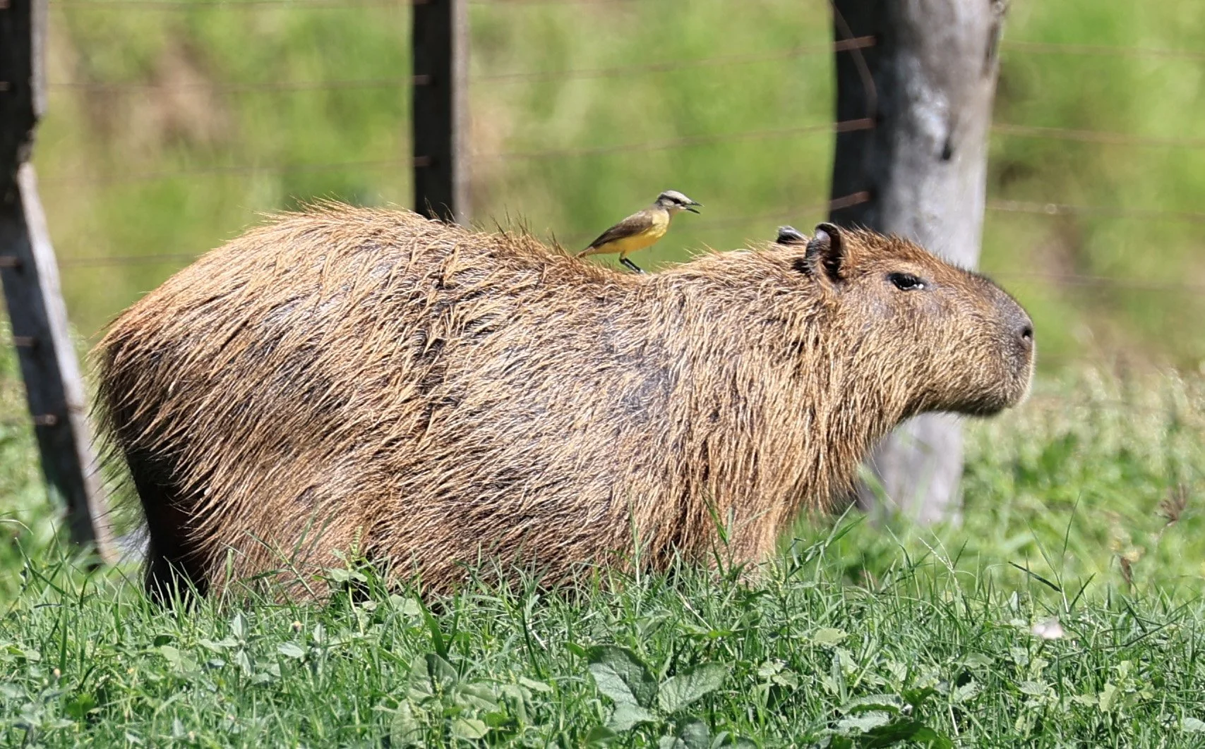 Capybara (Hydrochoerus hydrochaeris) Loma Plata Paraguay - Brunnen Strasse (2).jpg