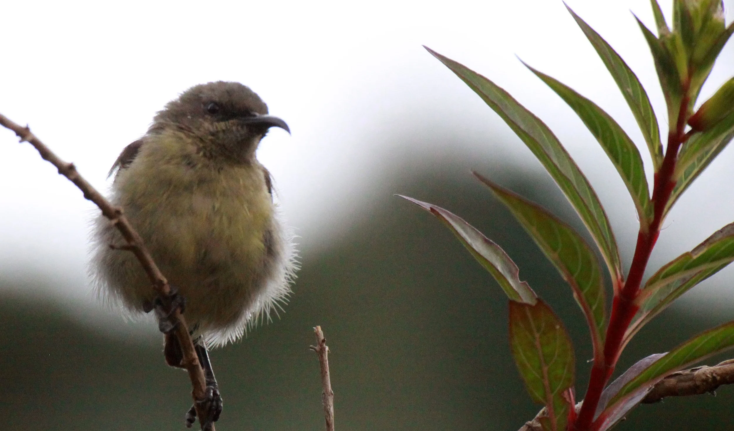 BIRD - SUNBIRD - RWENZORI DOUBLE-COLLARED SUNBIRD - NYUNGWE NATIONAL PARK RWANDA (4).JPG