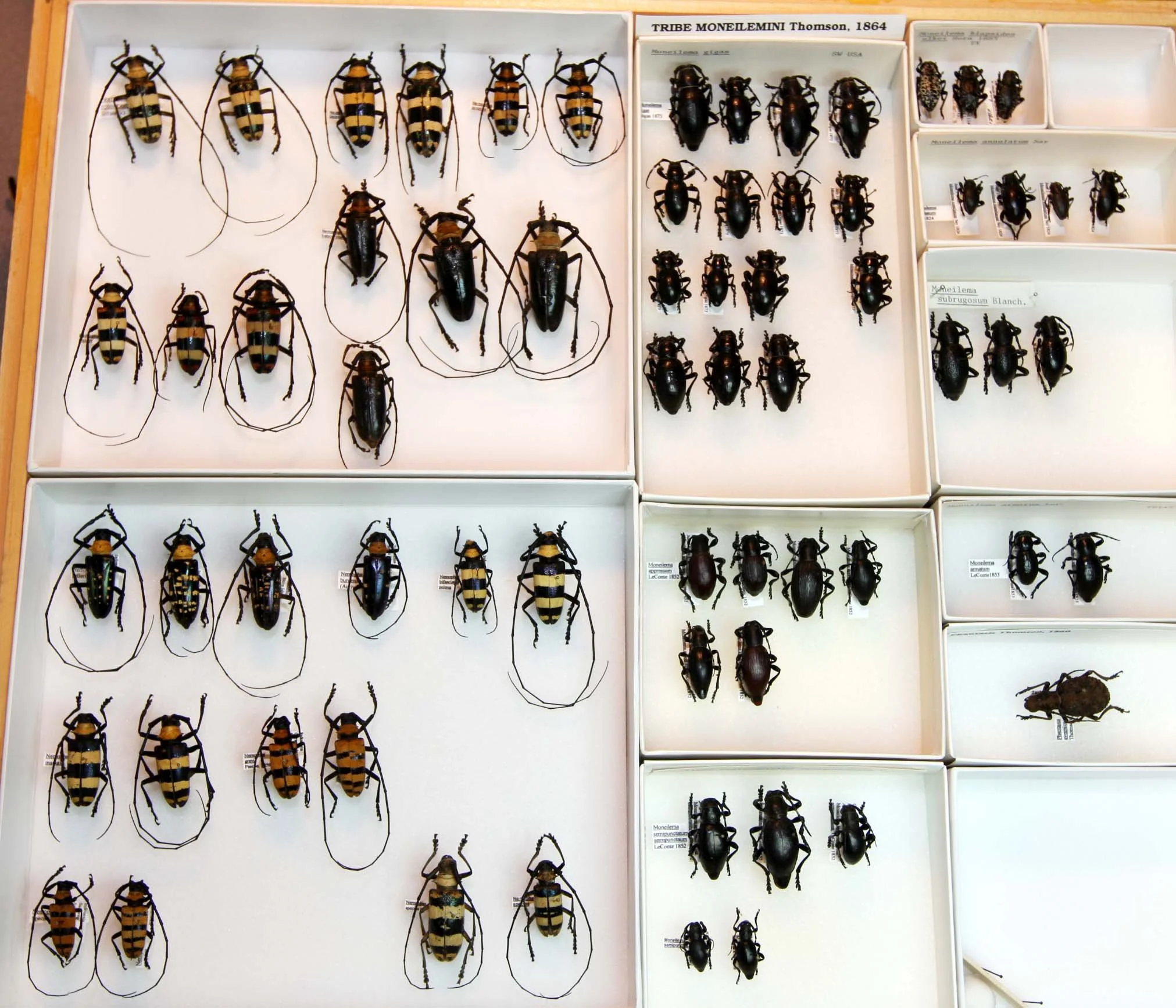 25 Lamiinae - Lamiini - Moneilimini.JPG