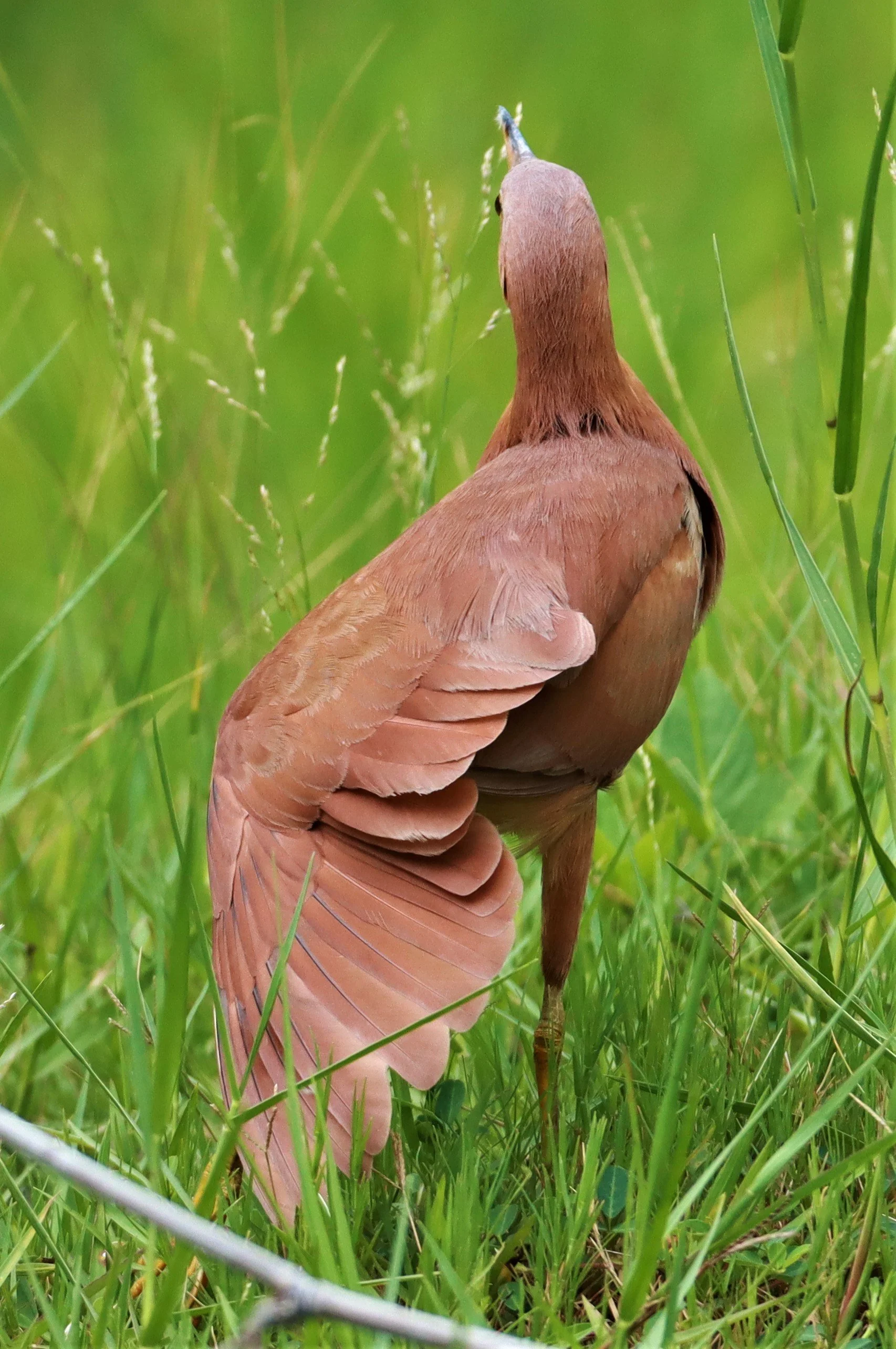 BITTERN - CINNAMON BITTERN (CHESTNUT BITTERN) - Ixobrychus cinnamomeus - BURIRAM HUAI CHORAKHE MAK (25).jpg