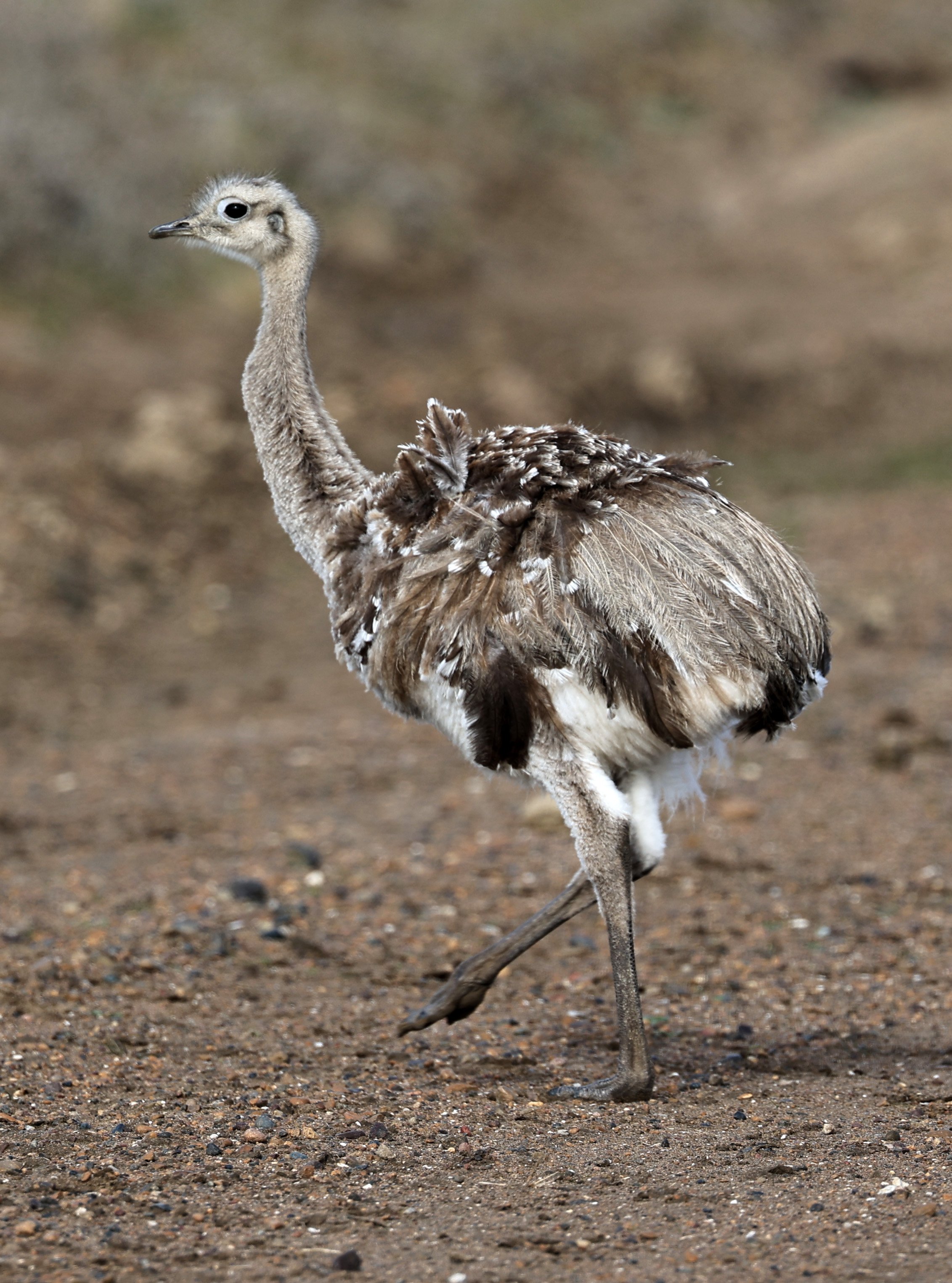 Lesser or Darwin's  Rhea (Rhea pennata) Valdes Peninsula, Chubut Province, Argentina Day 2 (8).jpg