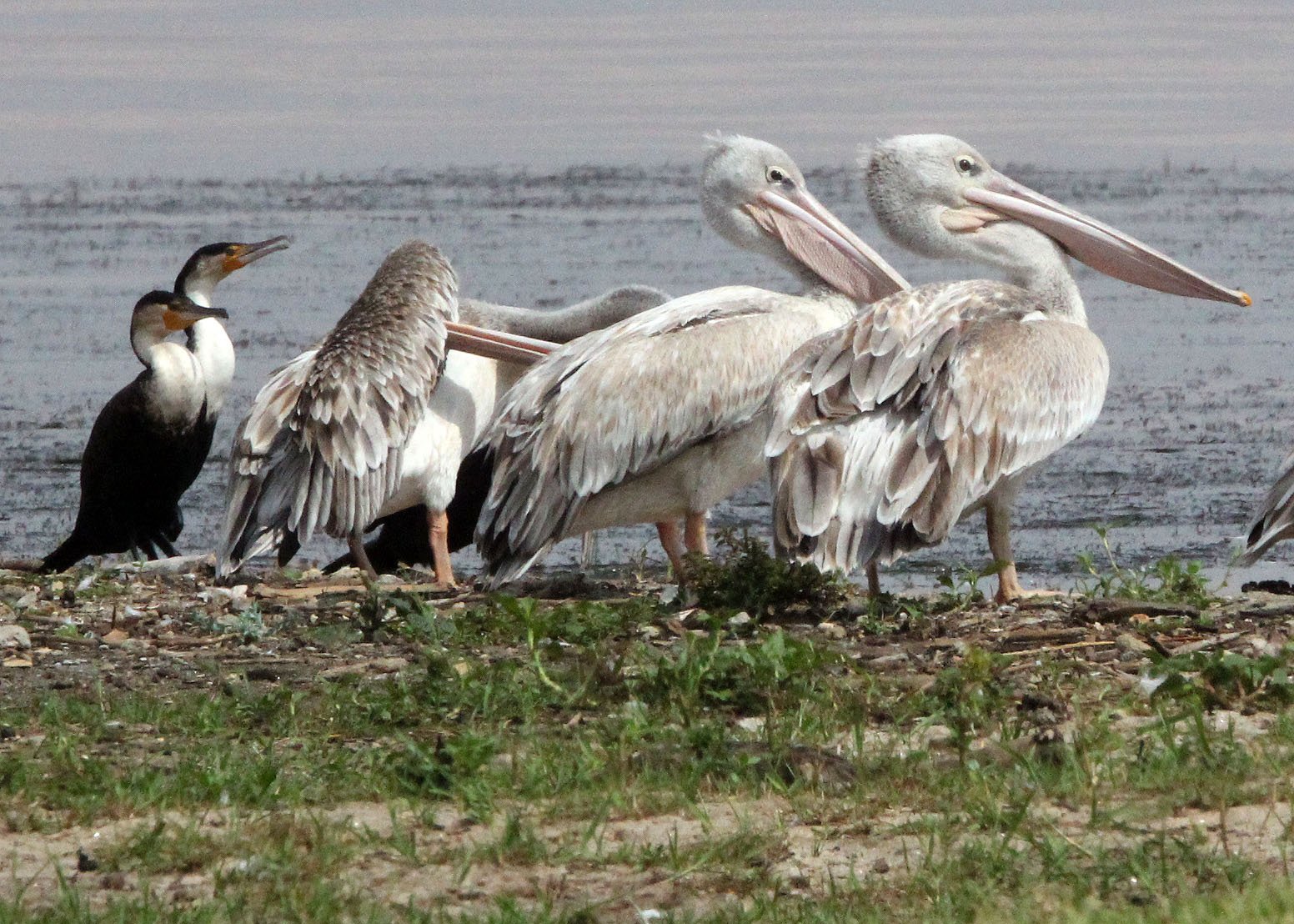 Pelecanus rufescens - PINK-BACKED PELICAN & PINK-BACKED PELICAN - LANGANO LAKE ETHIOPIA (15).JPG