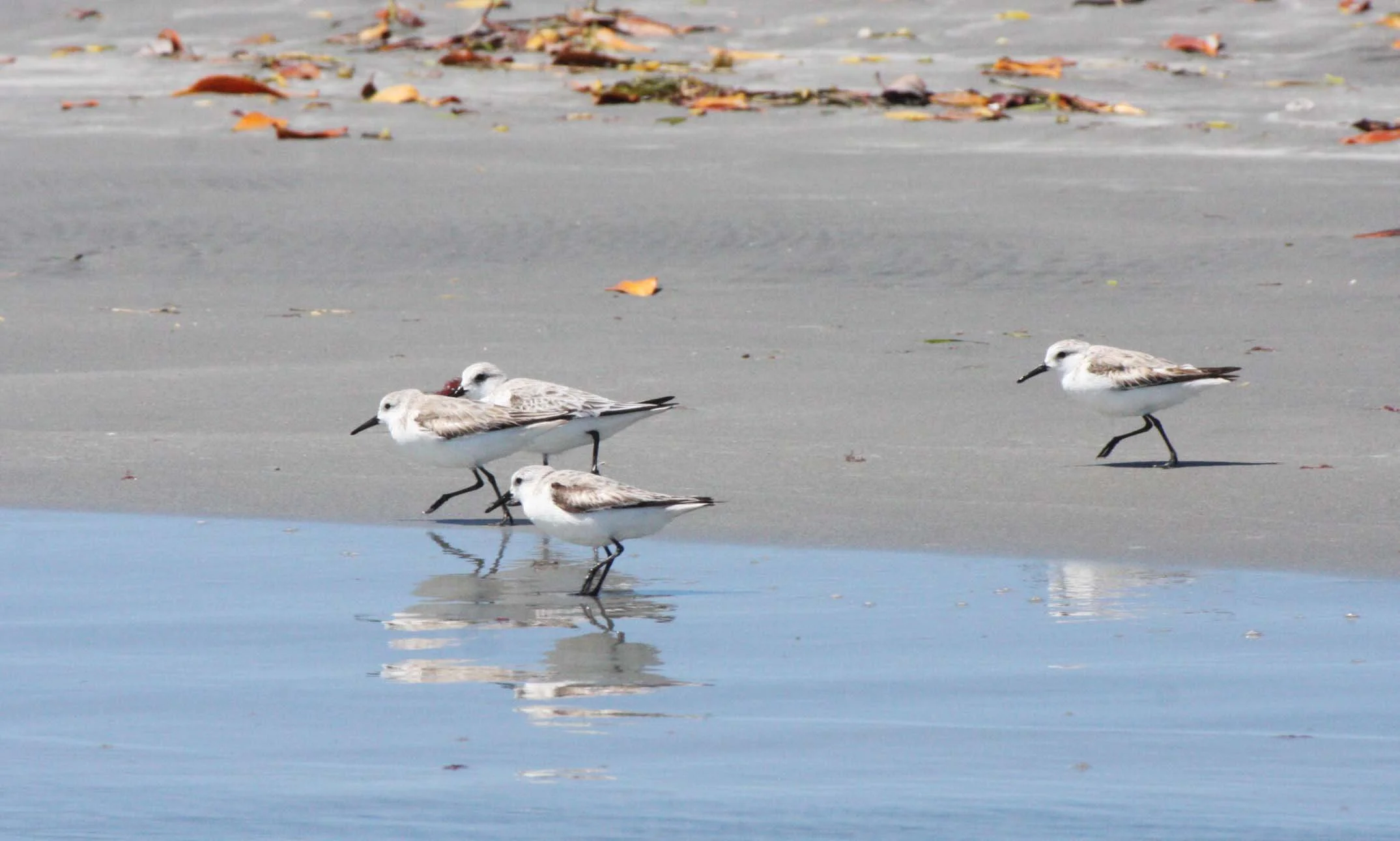 BIRD - SANDERLING - SAN IGNACIO LAGOON BAJA MEXICO (9).JPG
