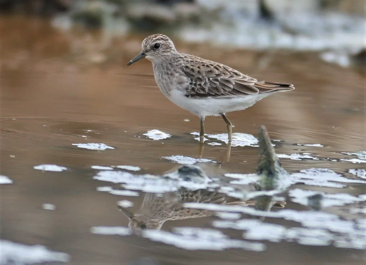 STINT - Long-toed Stint - Calidris subminuta - BANG KHAEM NAKHON PATHOM PROVINCE 22 OCT 2021 (7).jpg